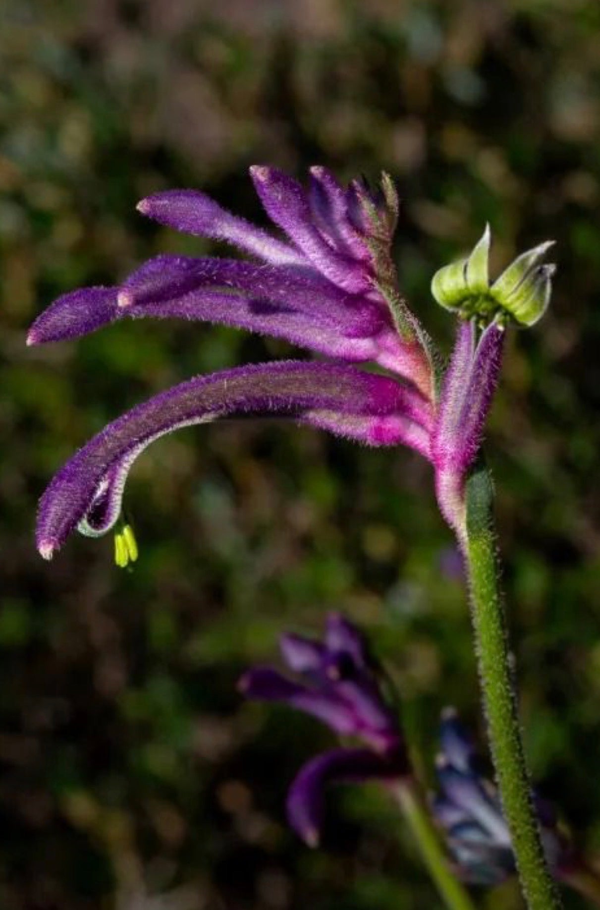 Kangaroo Paw ‘Celebration Carnivale’