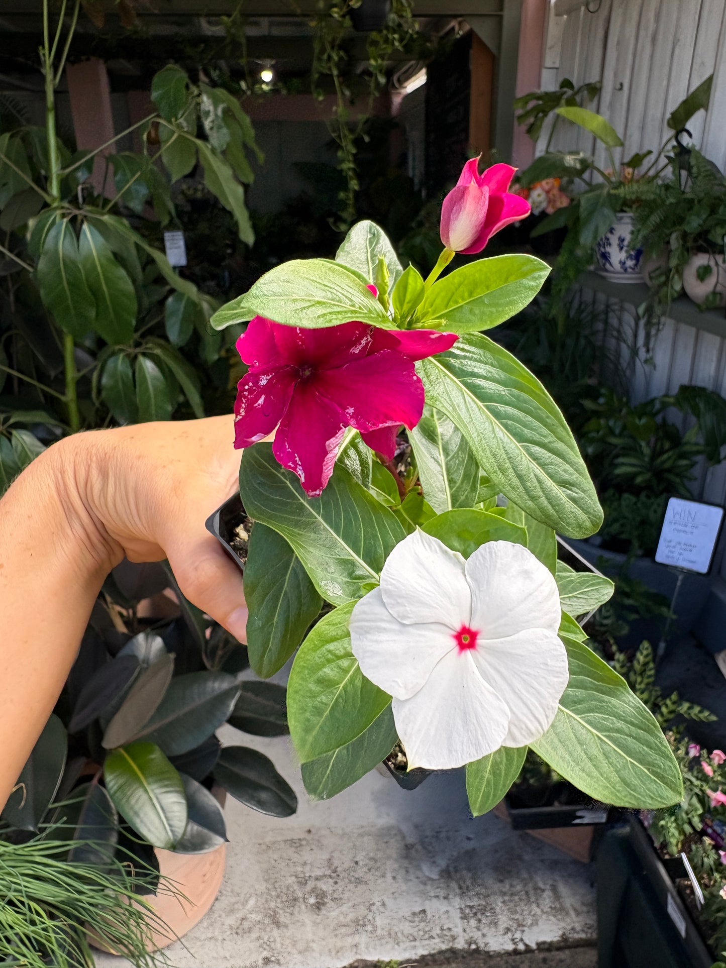 Vinca Mix