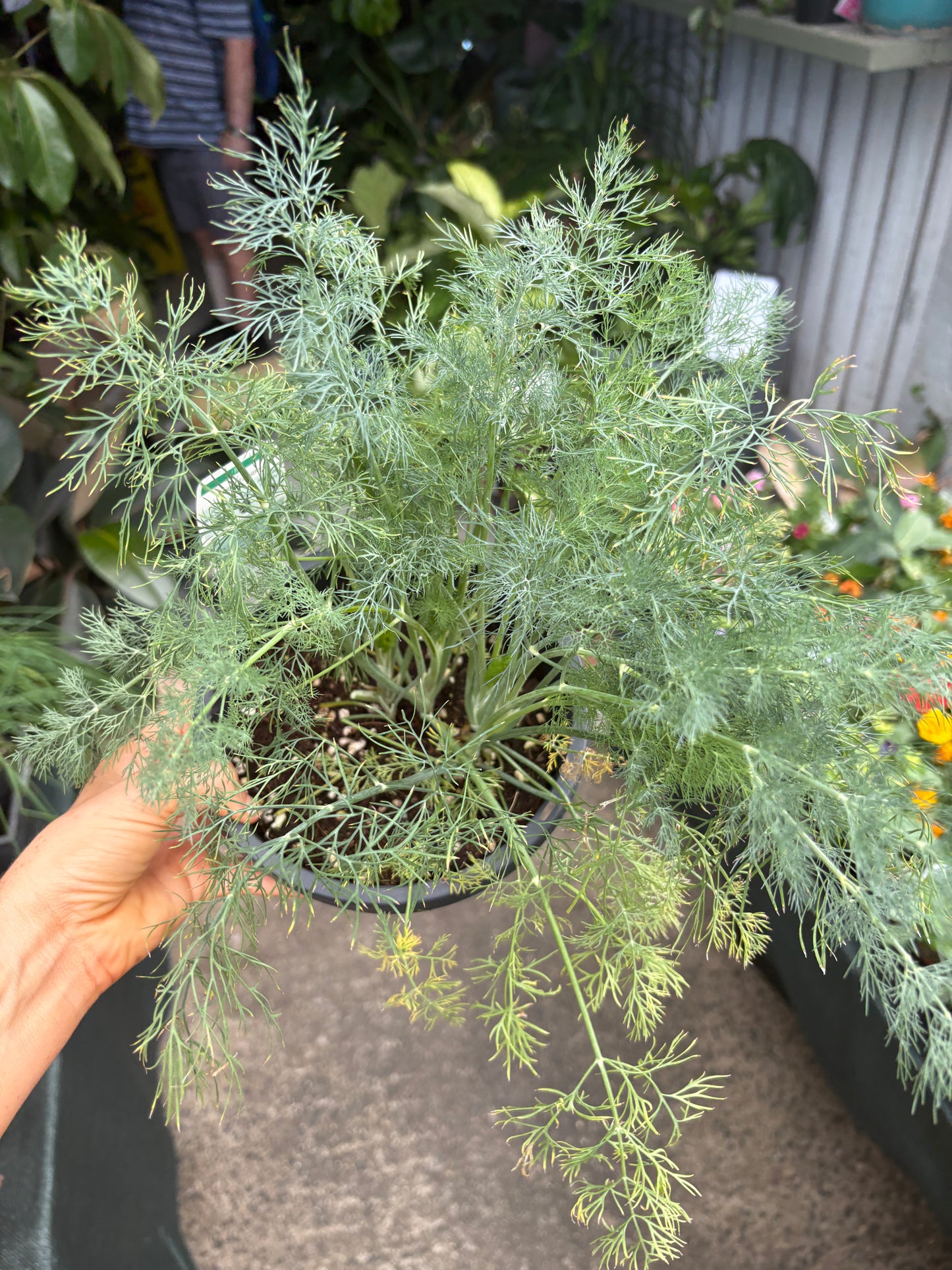 Dill - Cut & Cook