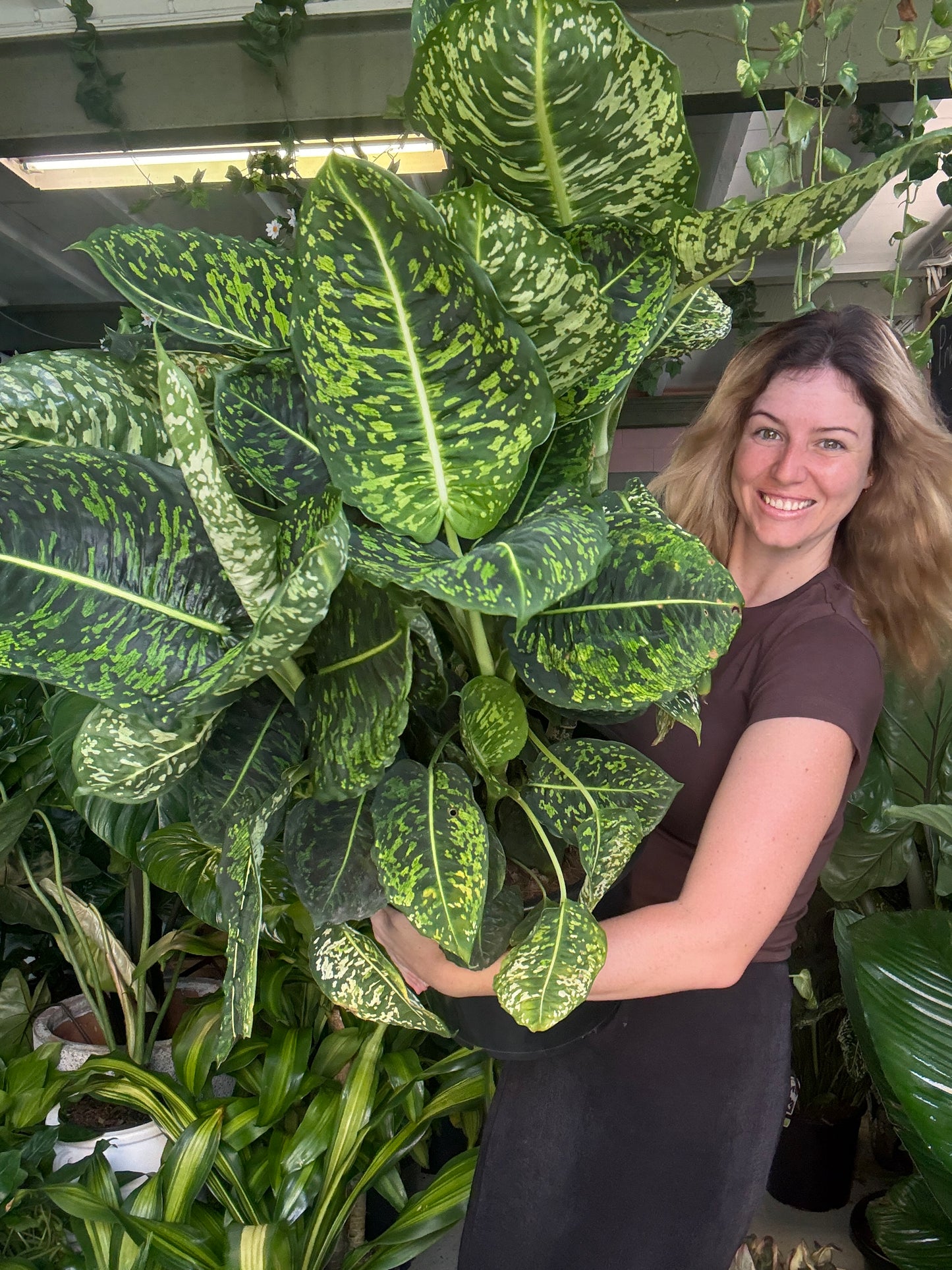 Deiffenbachia Reflector Large