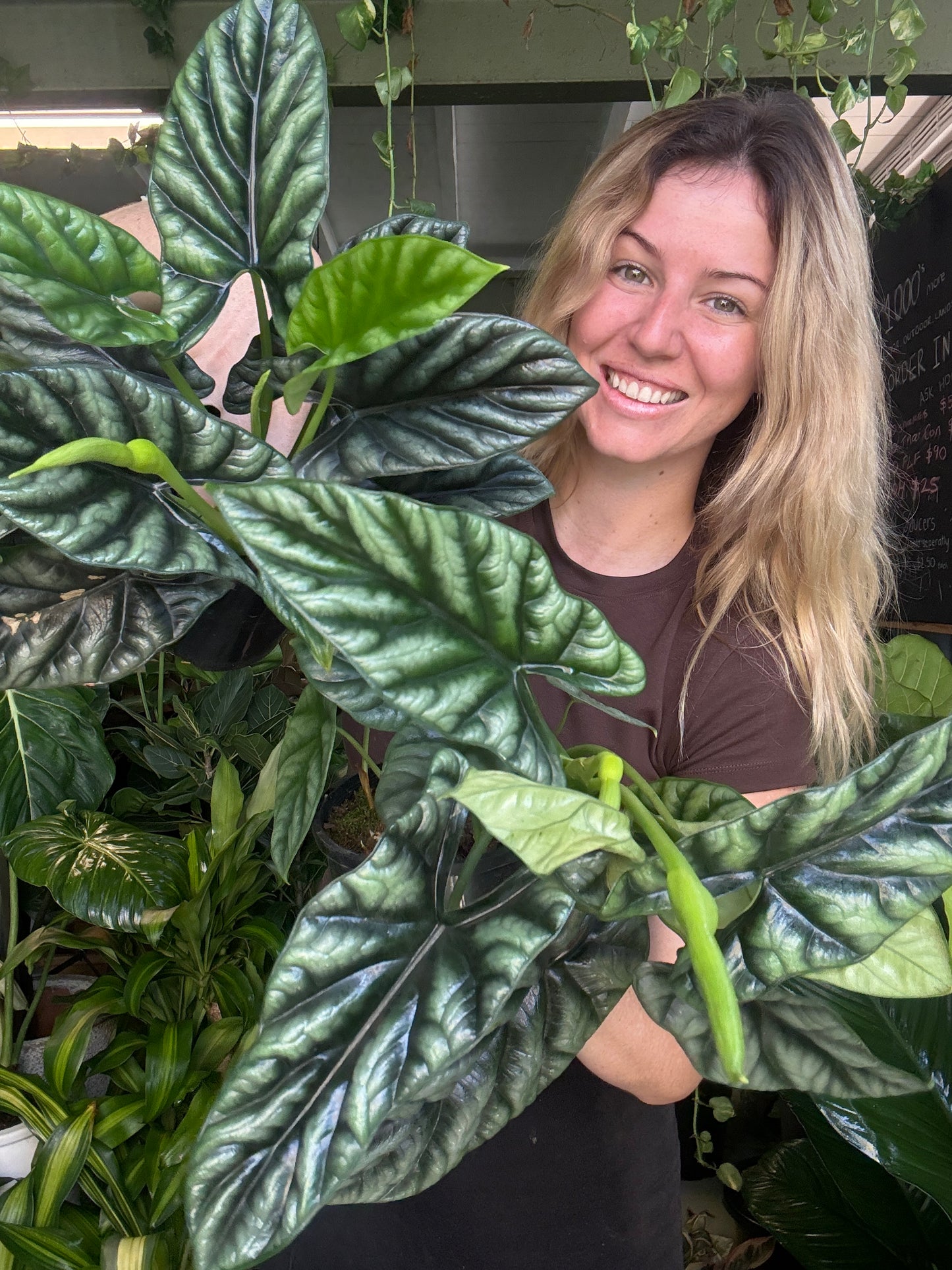 Alocasia ‘Dragon Scale’