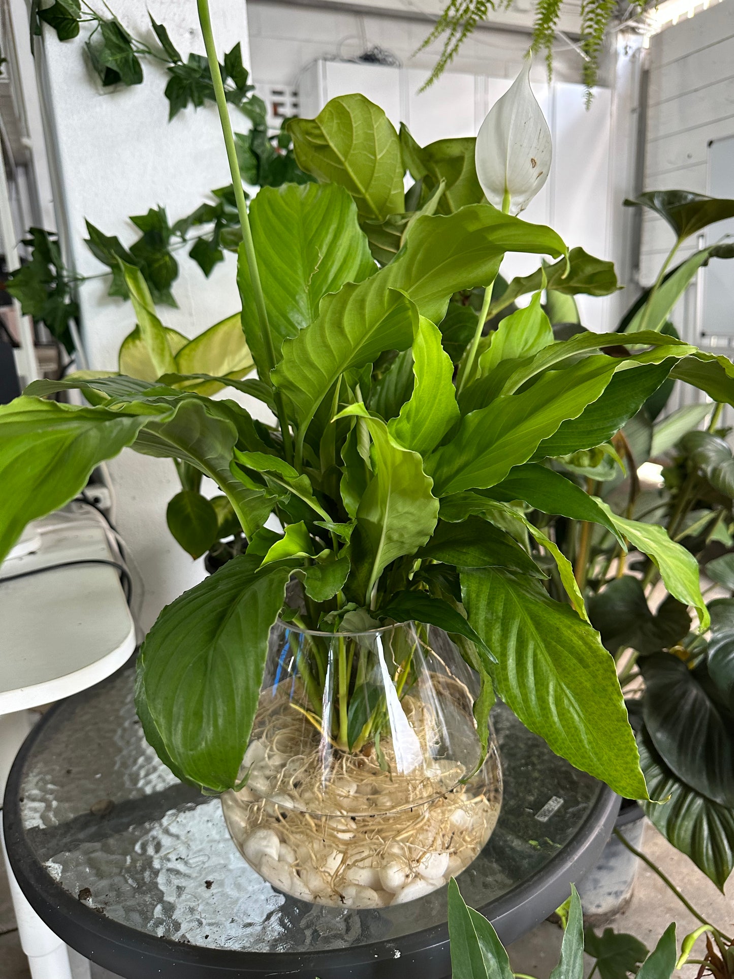Hydroponic Peace Lily