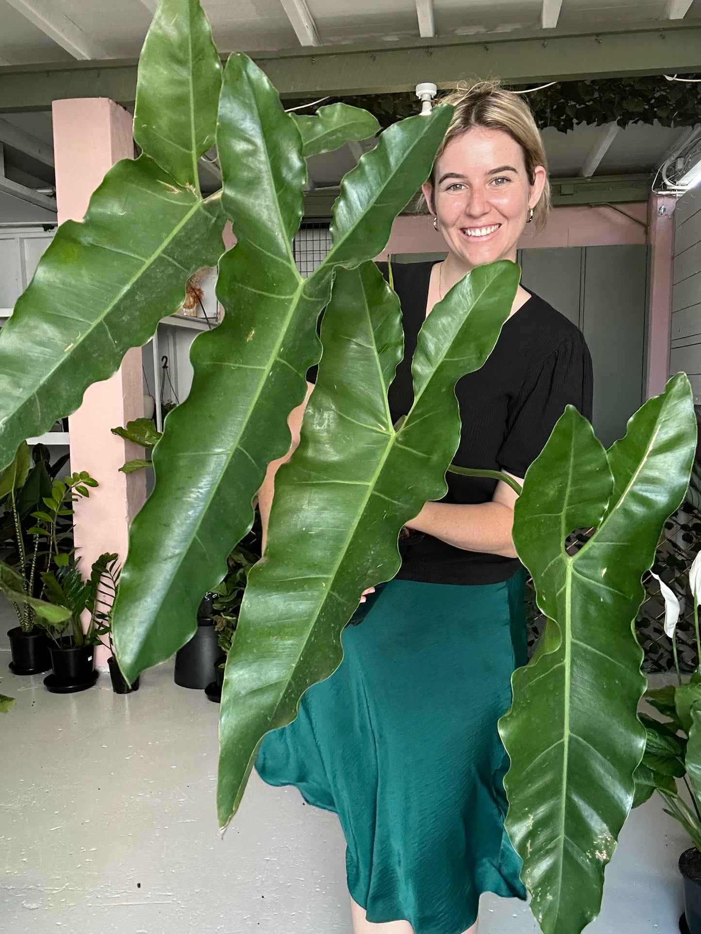 Philodendron NoID