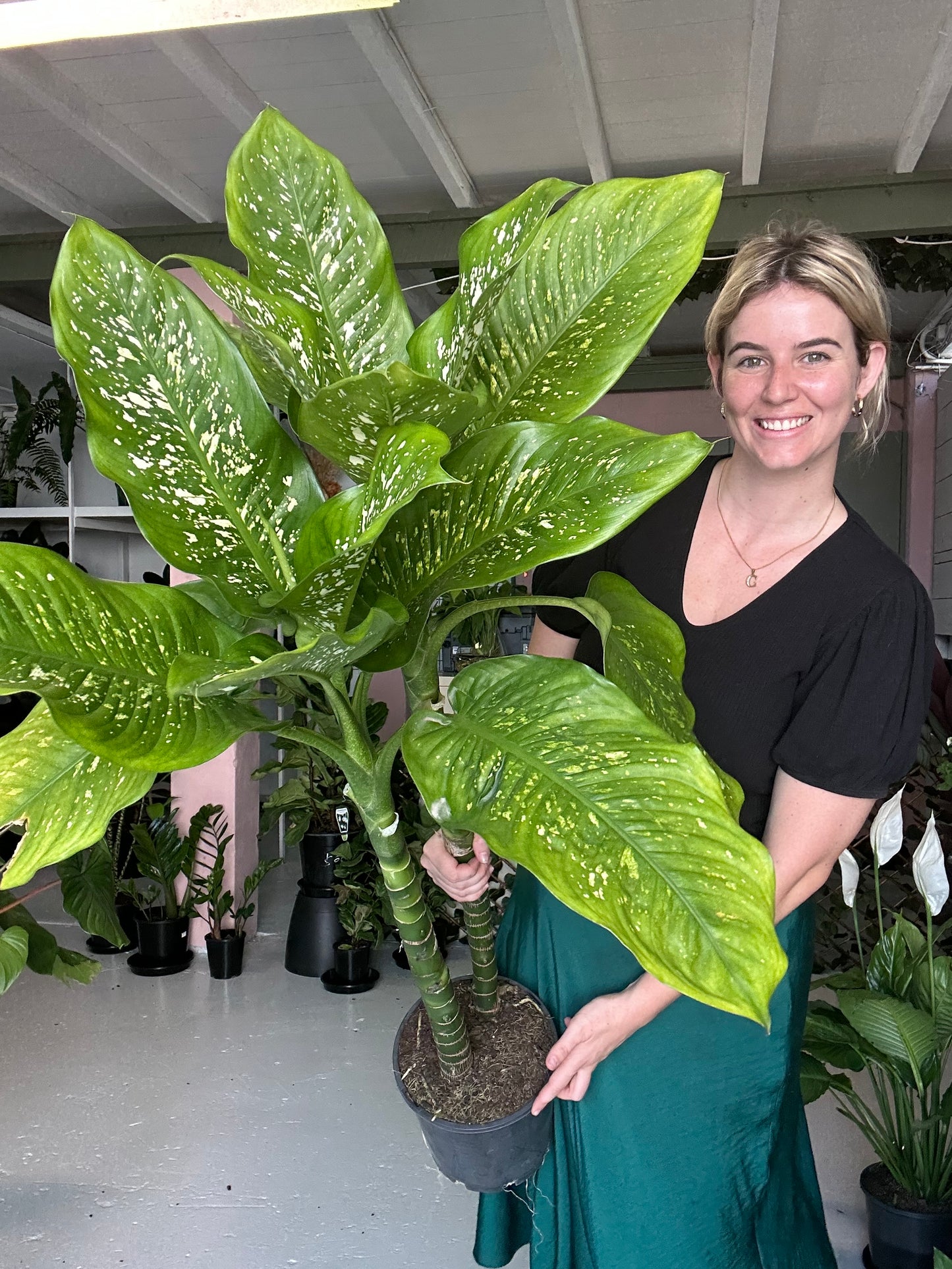 Dieffenbachia Aurora