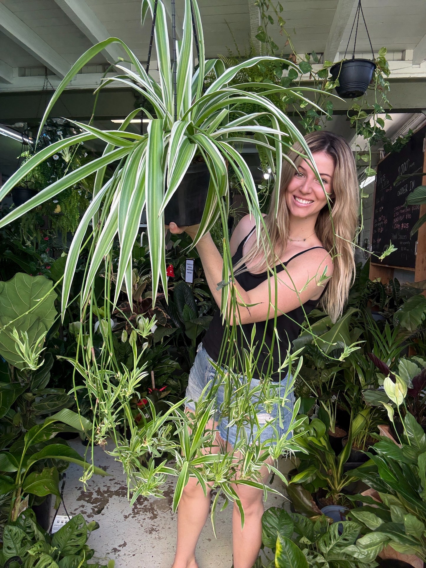 Spider Plant Hanging Baskets