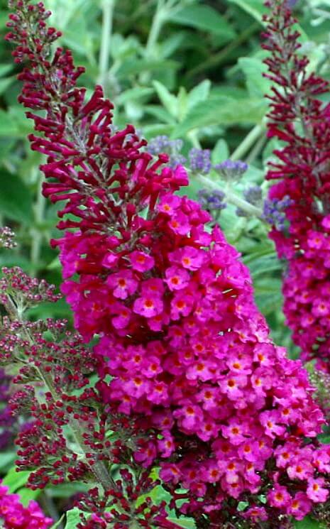 Buddleja ‘CranRazz’ – Butterfly Bush ❤️🦋