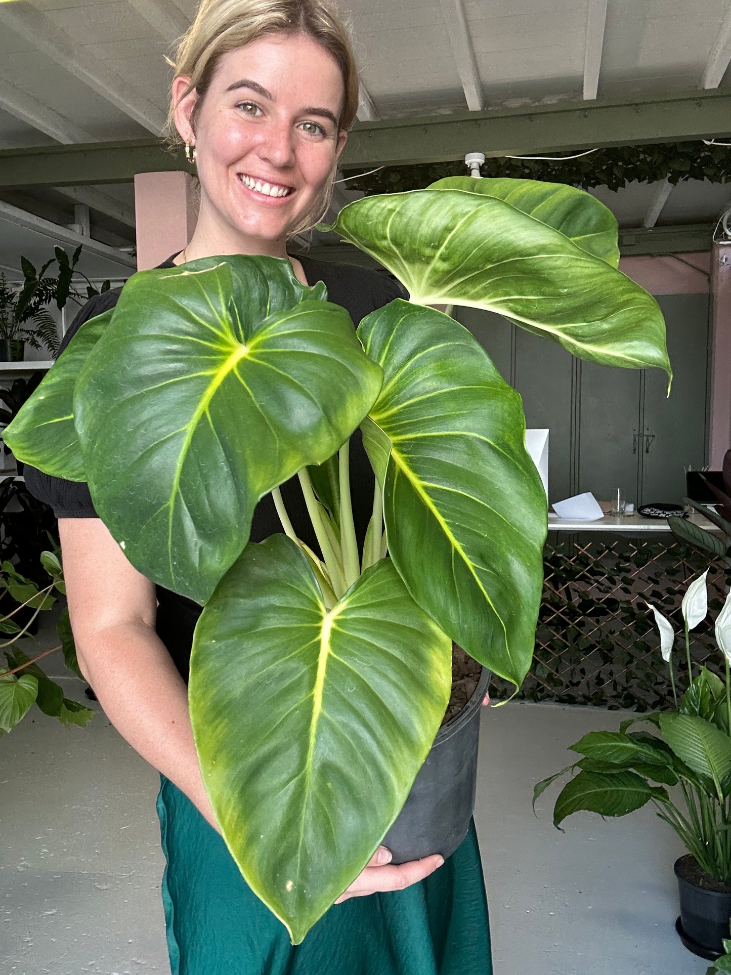 Homalomena White Rubescence