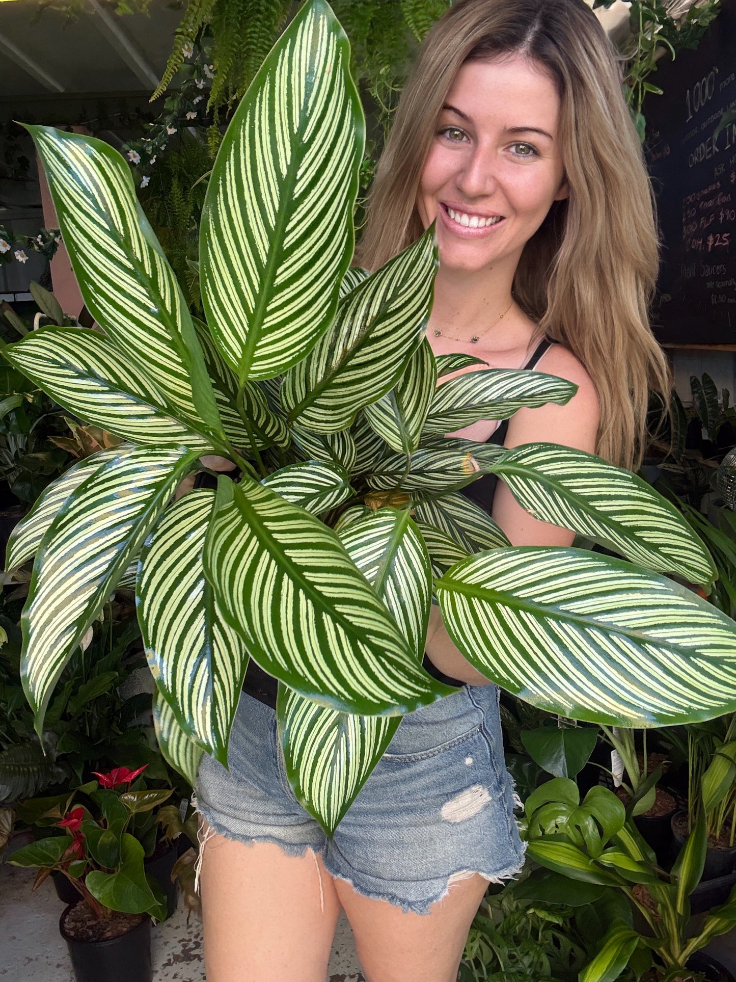 Calathea Vittata