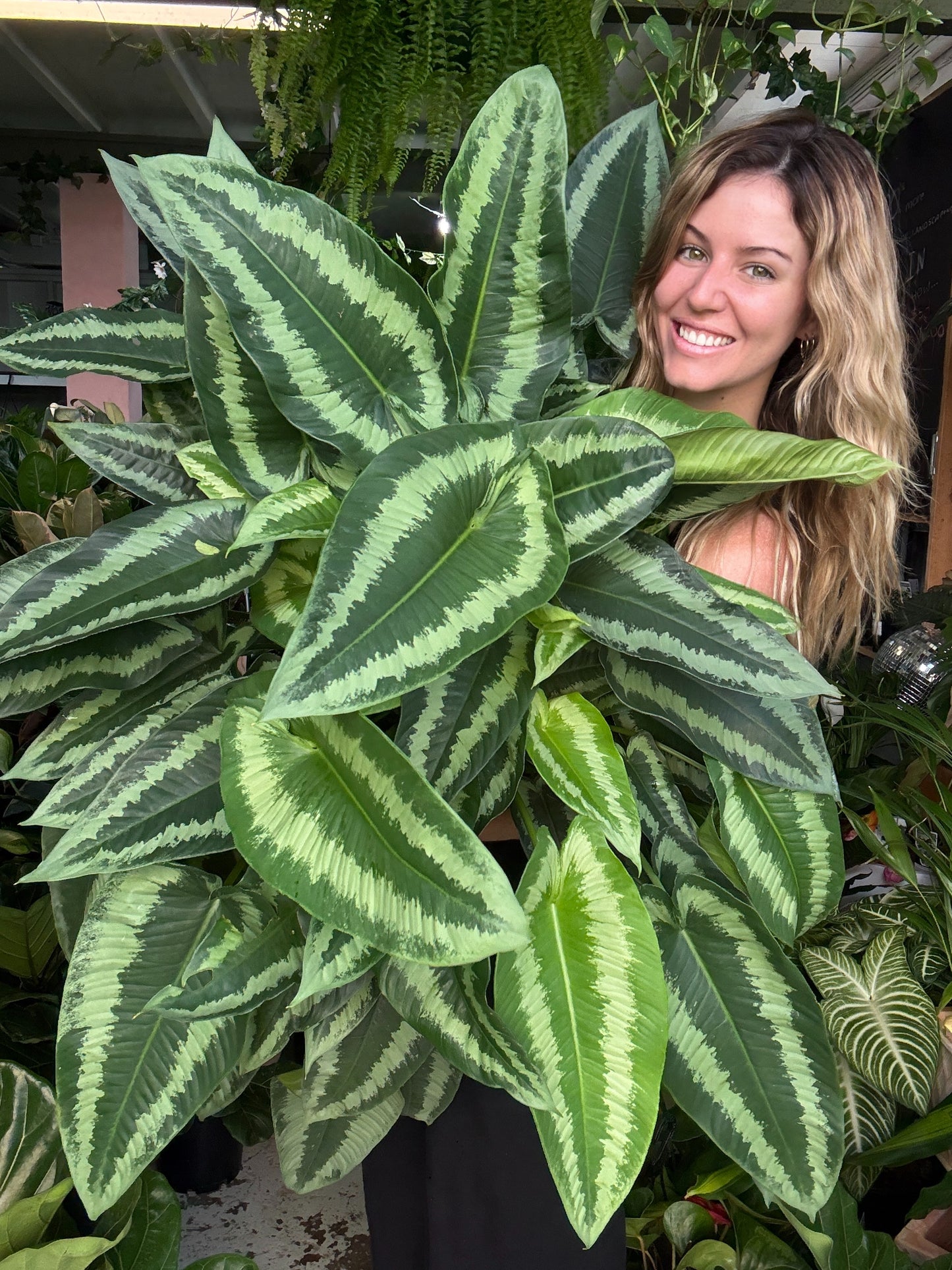 Schismatoglottis wallichii