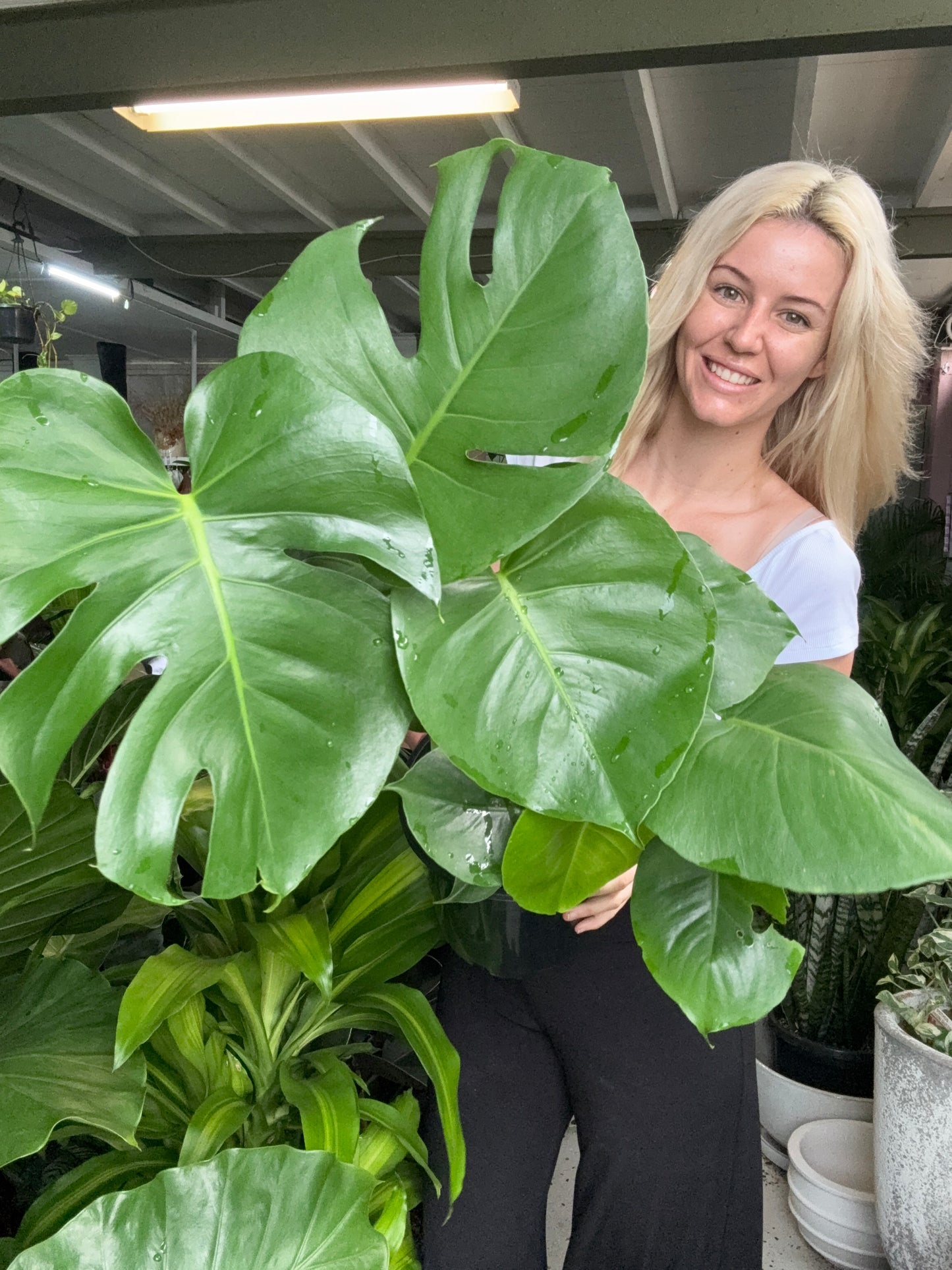 Monstera Deliciosa