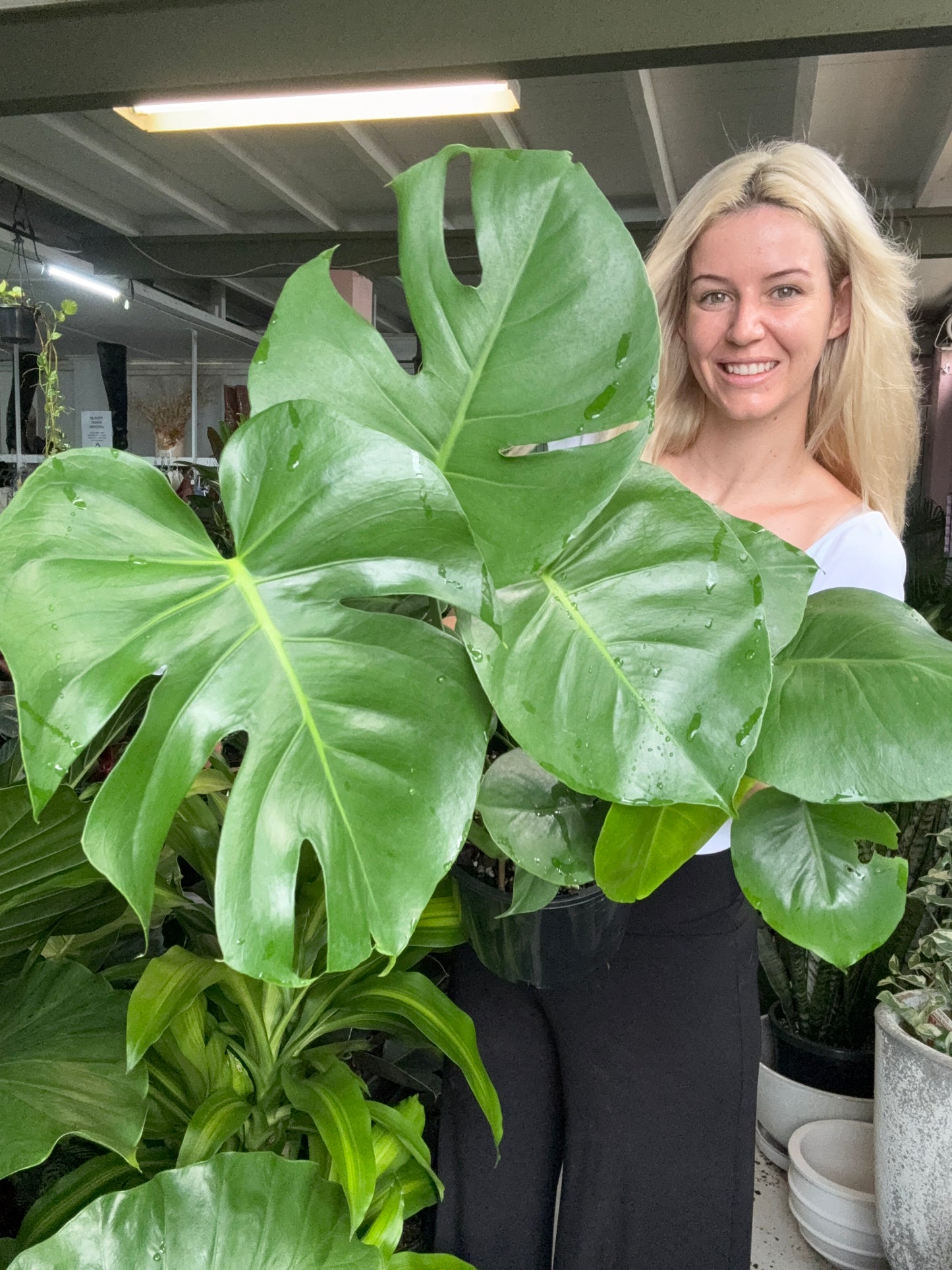 Monstera Deliciosa