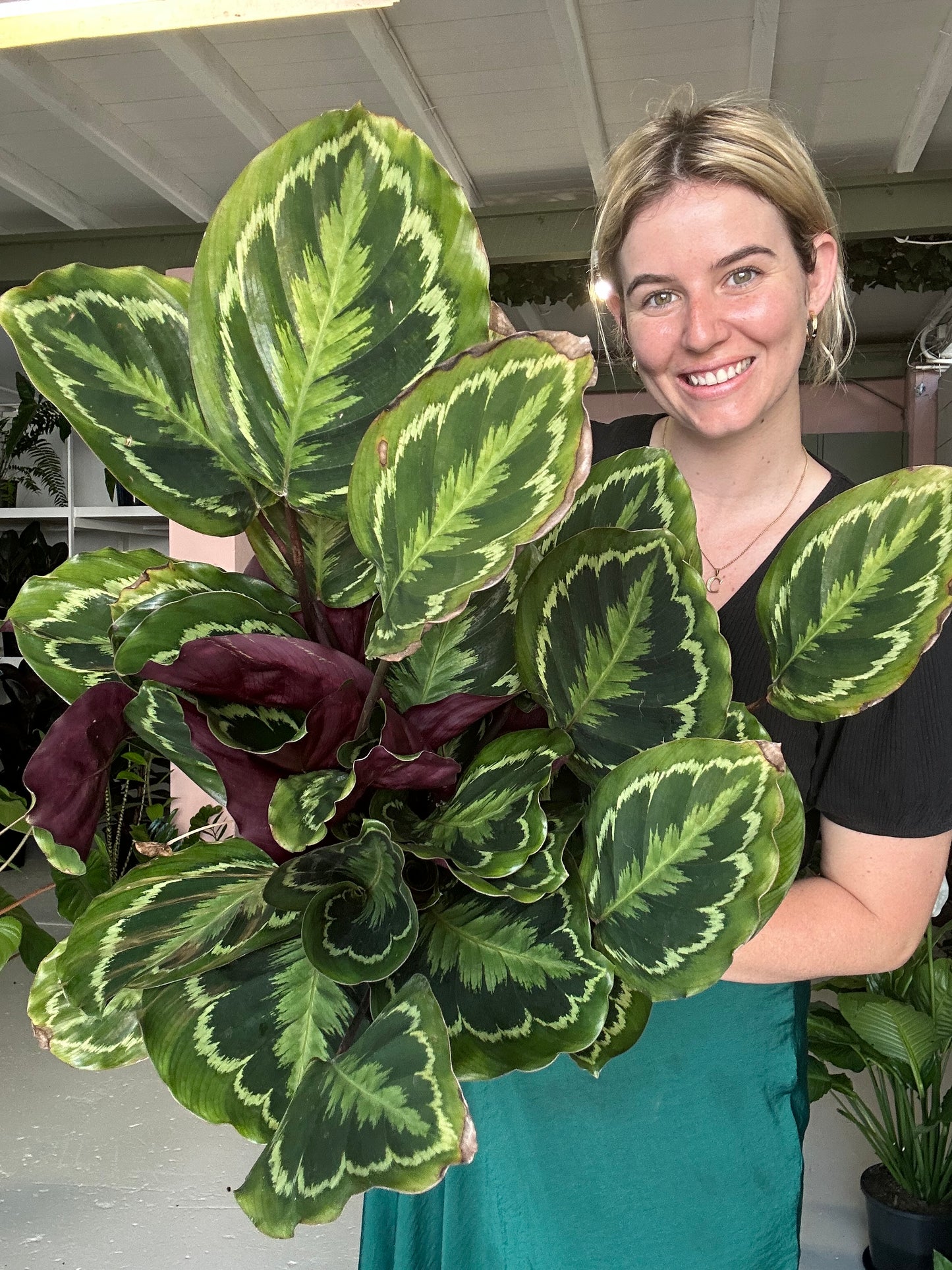 Calathea Julia