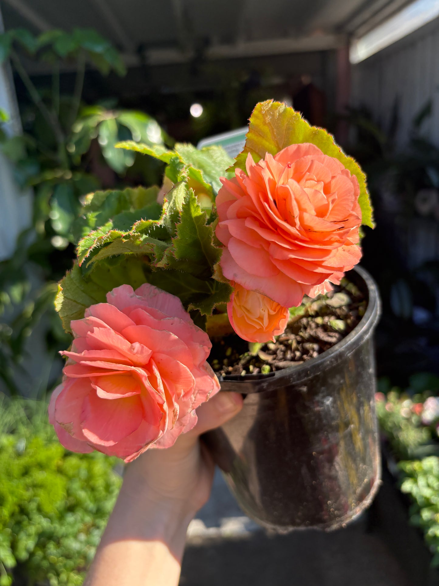 Begonia Urban Sweet Peach