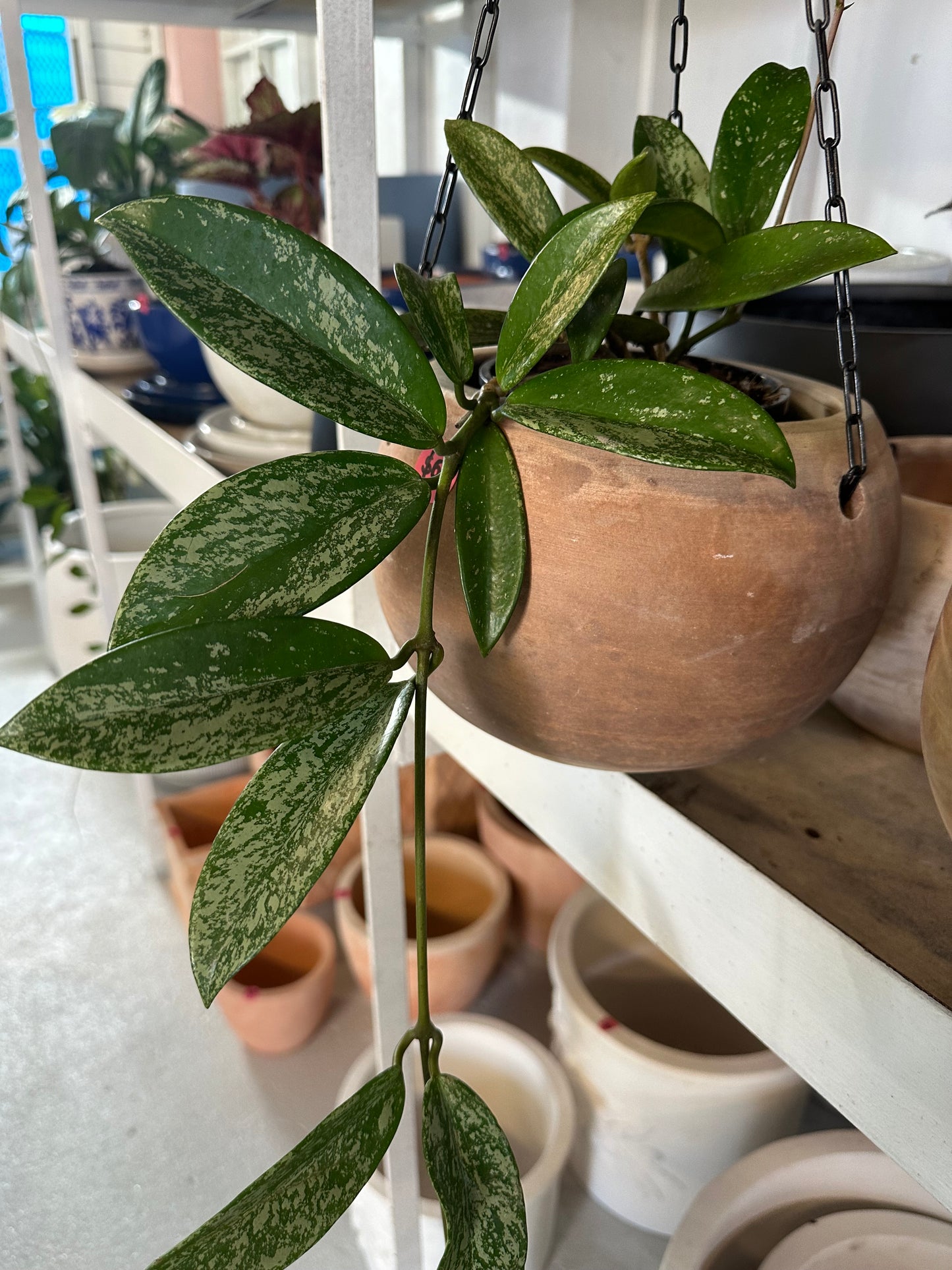 Hoya Carnosa