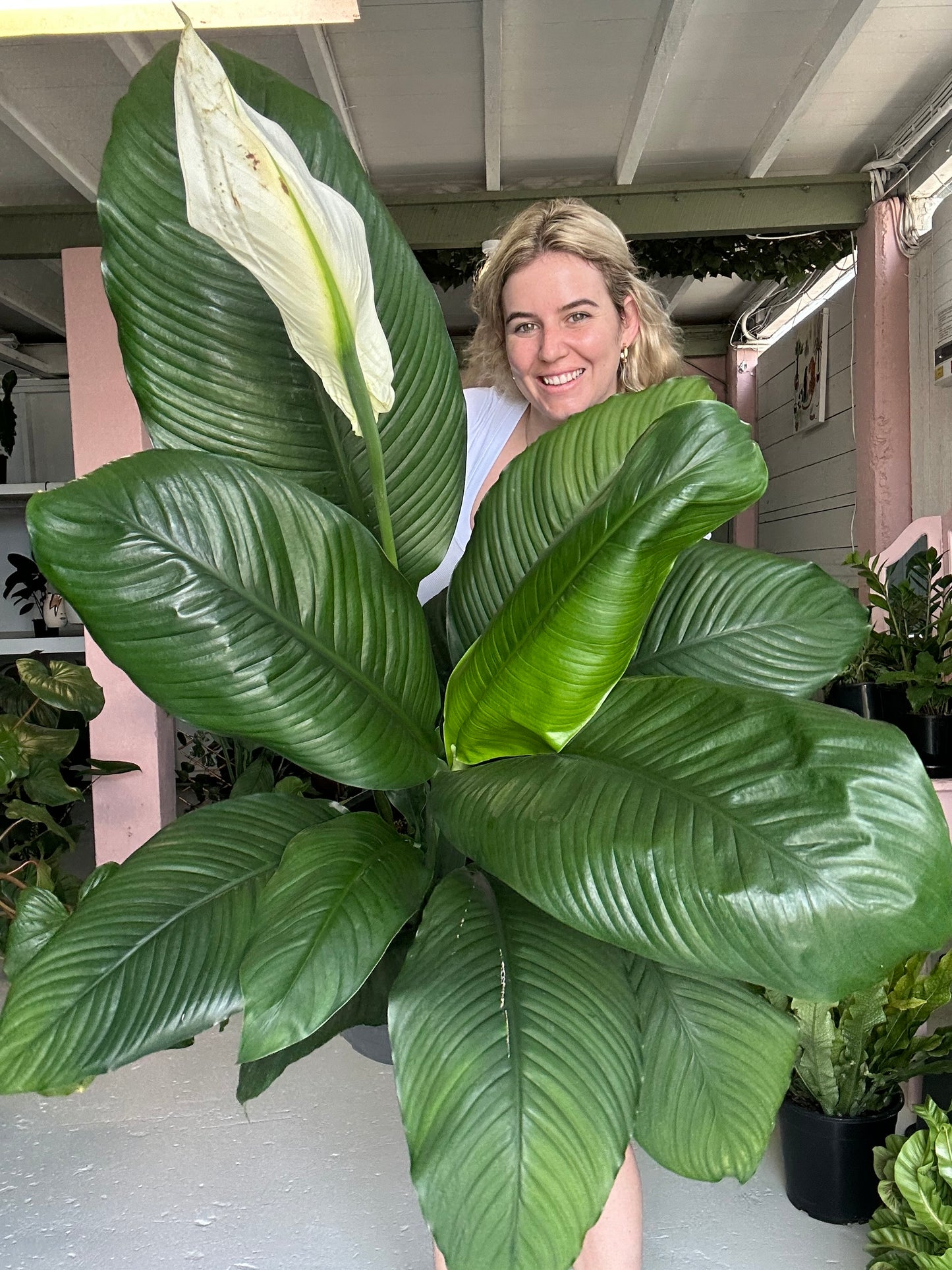 Spathiphyllum Sensation