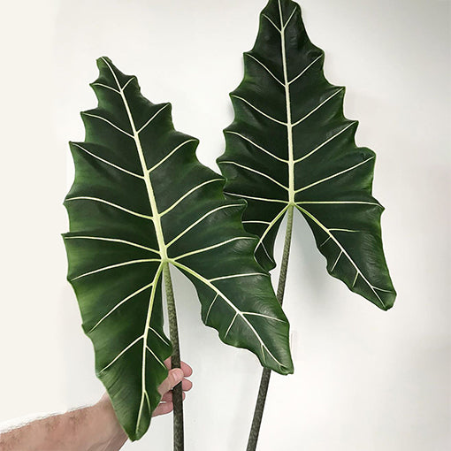 Alocasia Sarian