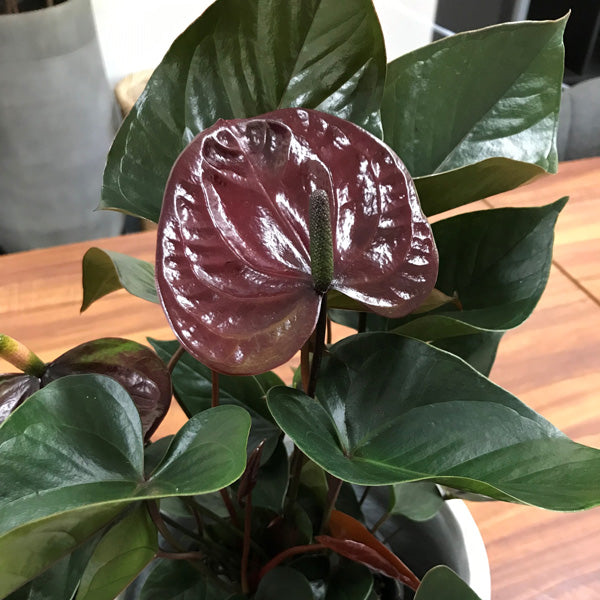 Anthurium Black Beauty