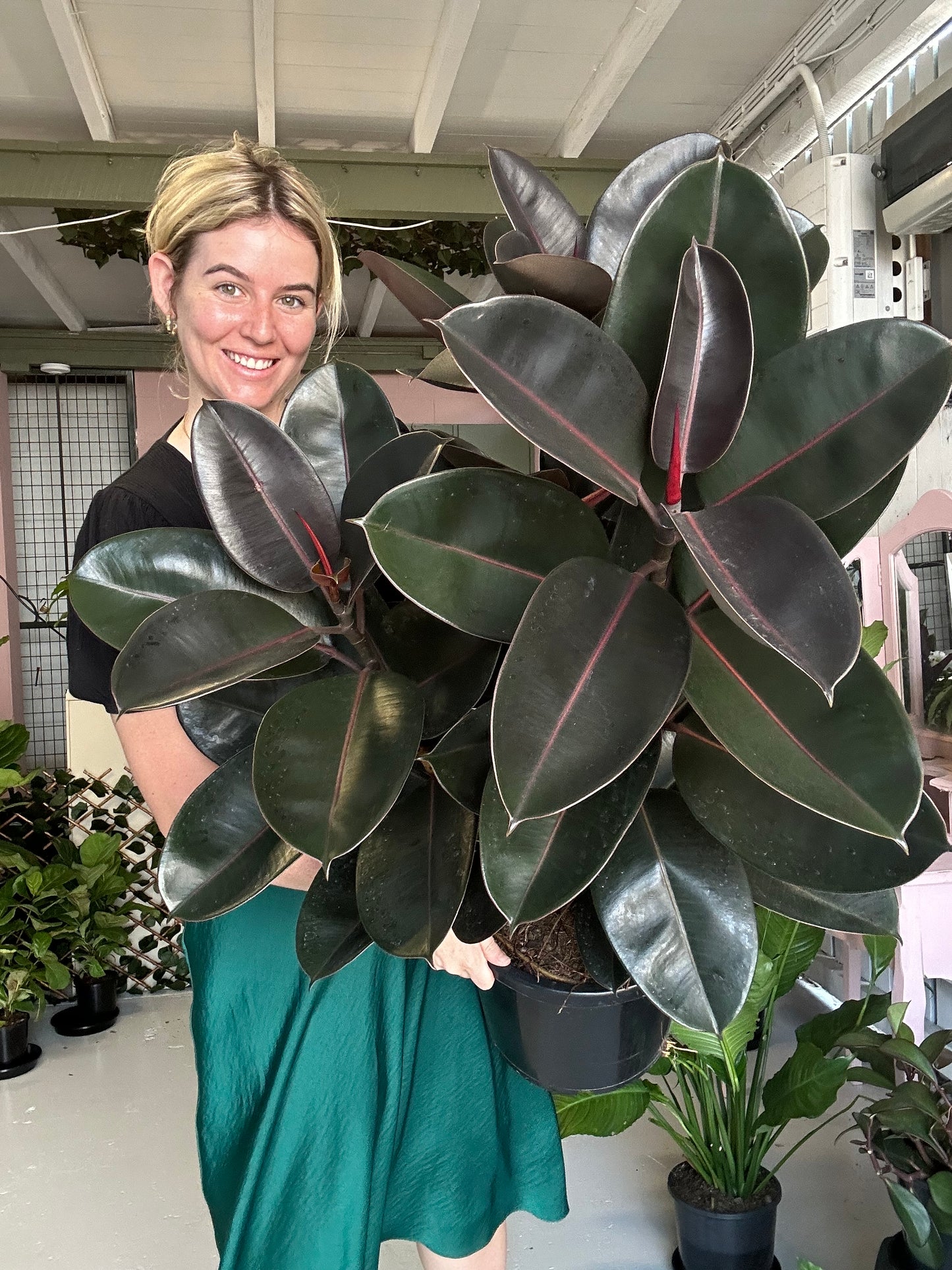 Burgundy Rubber Tree