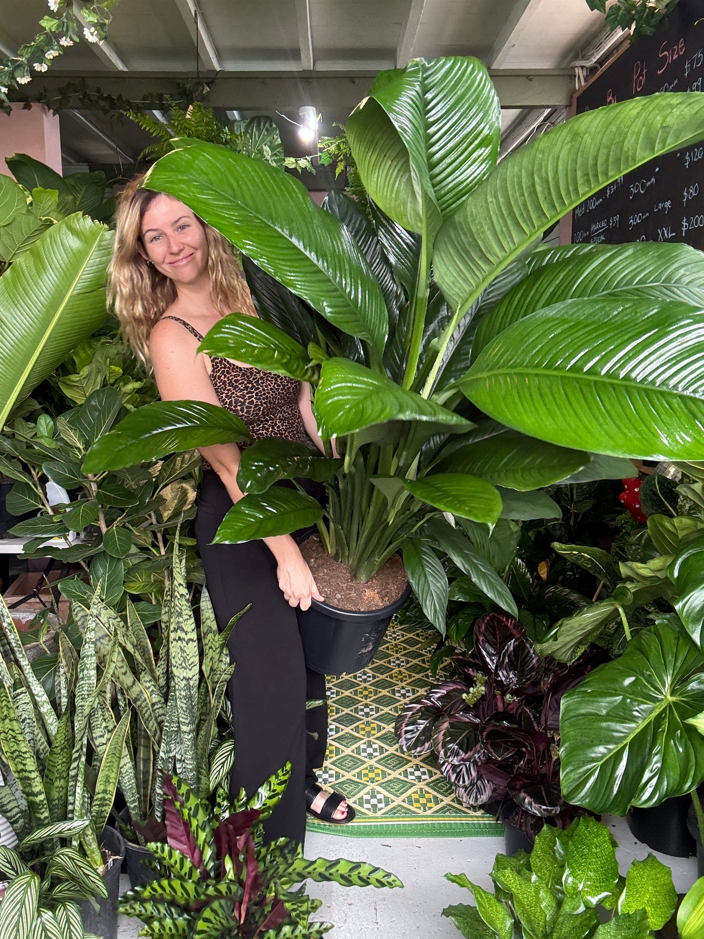 Spathiphyllum ‘Sensation’ ADVANCED