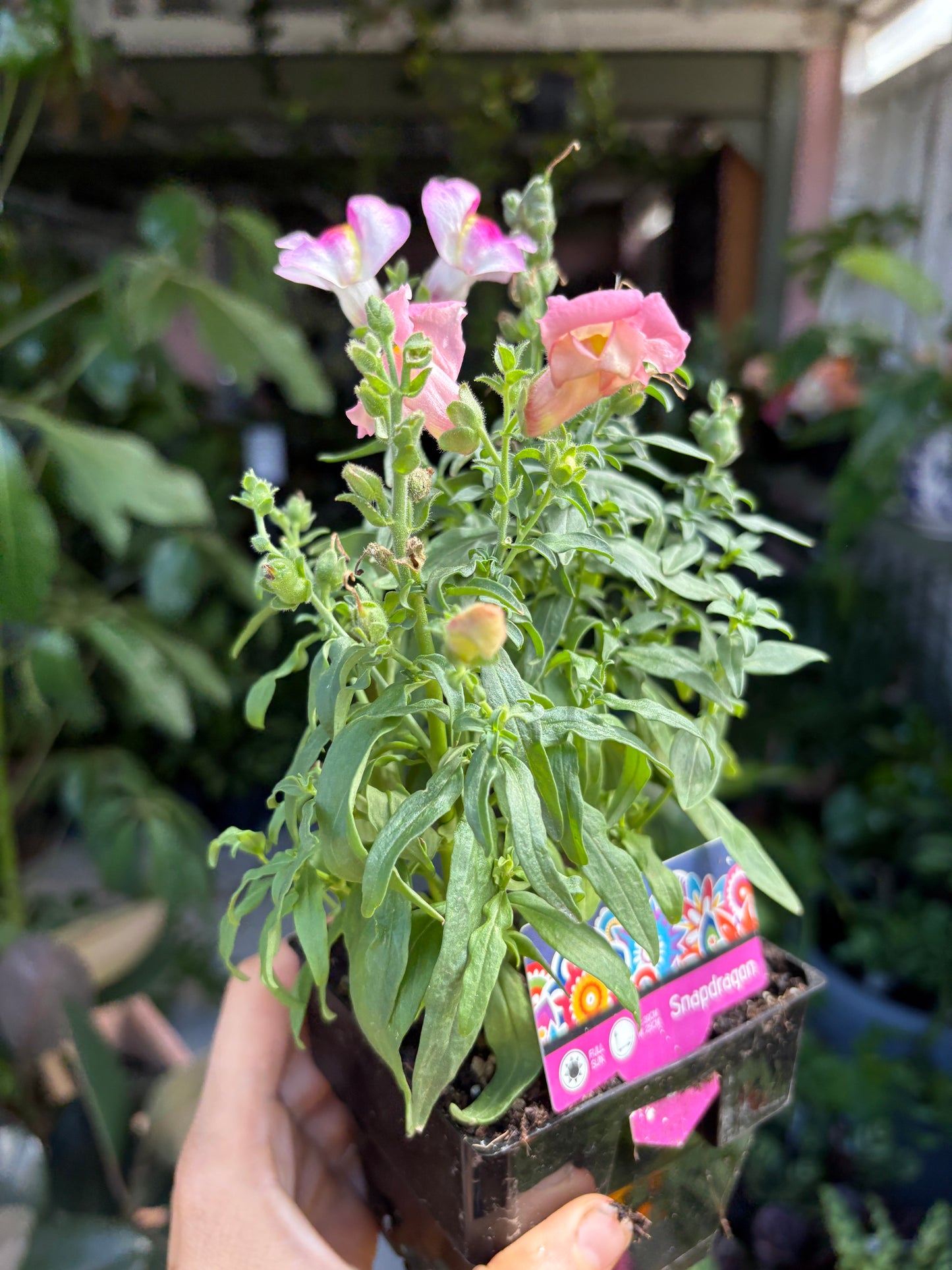 Snapdragons Mixed spp