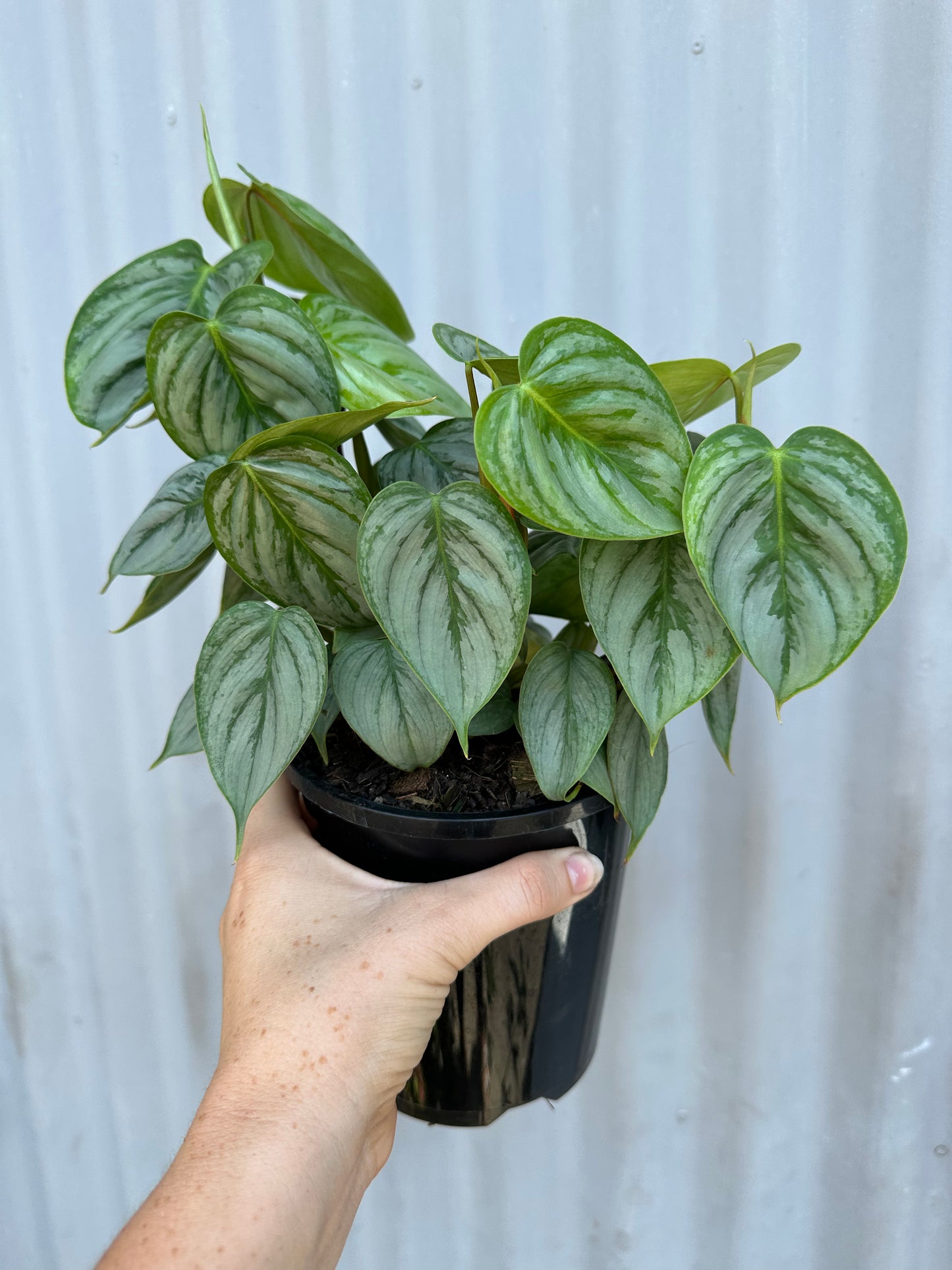 Philodendron Sodiroi