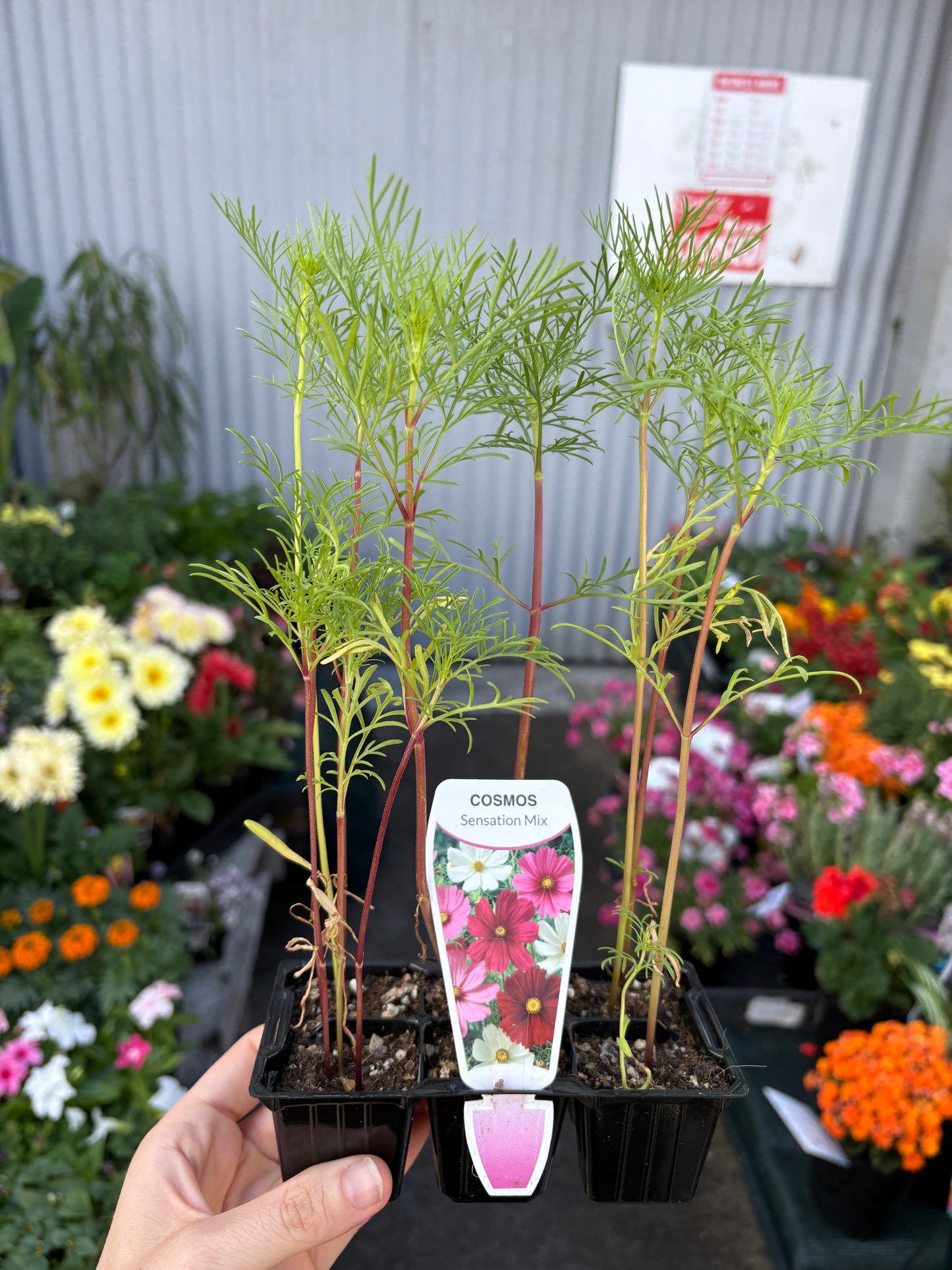 Cosmos Sonata Dwarf
