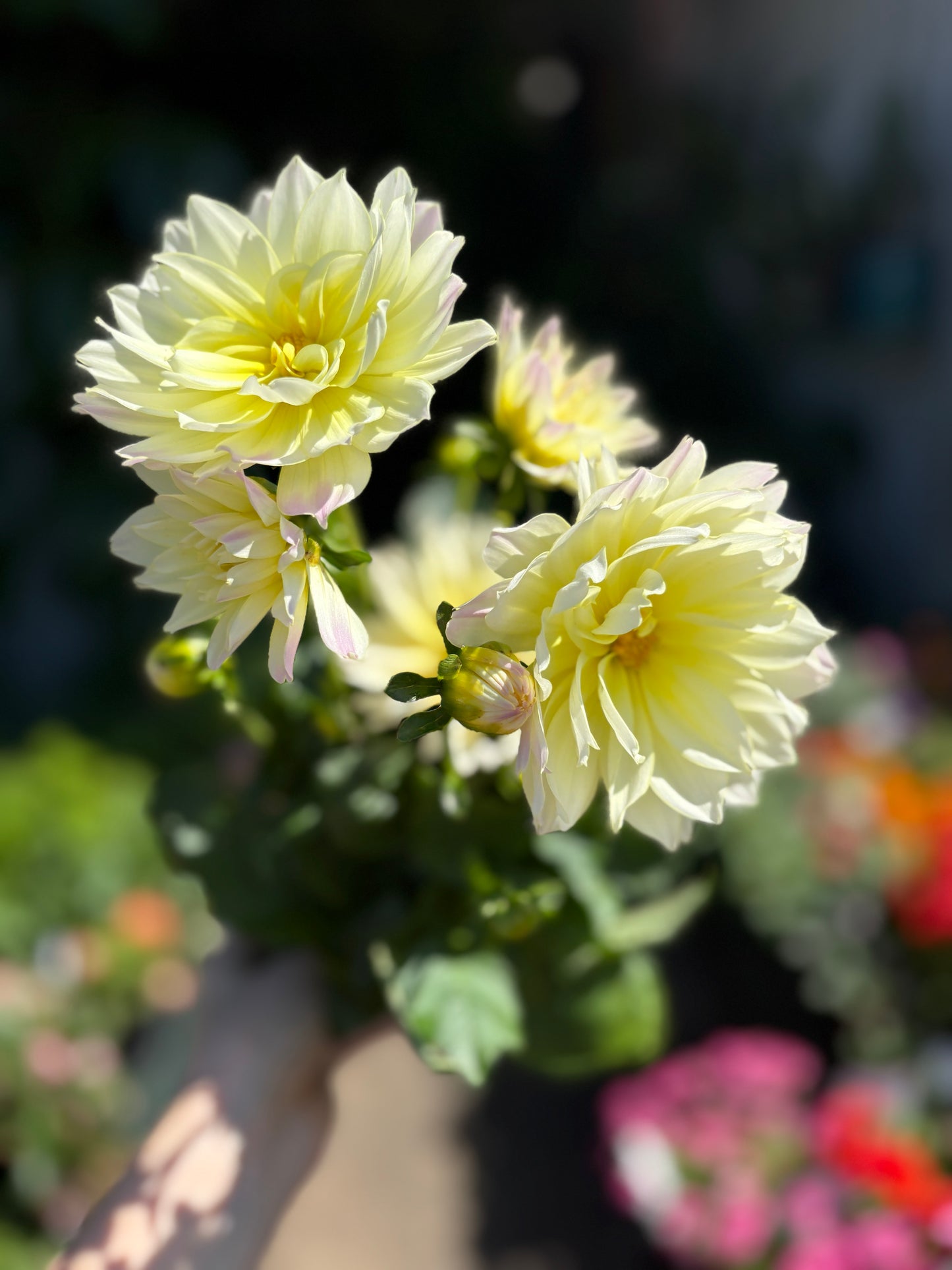 Dahlia - Gallery Blush
