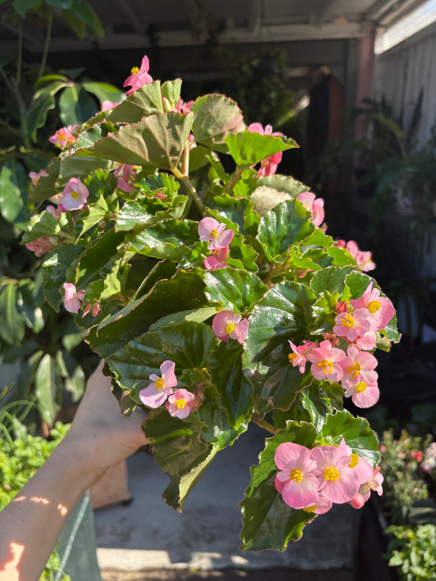 Begonia Hula Pink