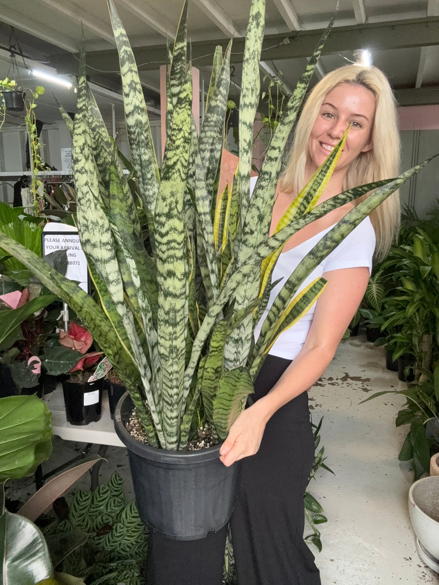 Sansevieria 'Snake Plant'