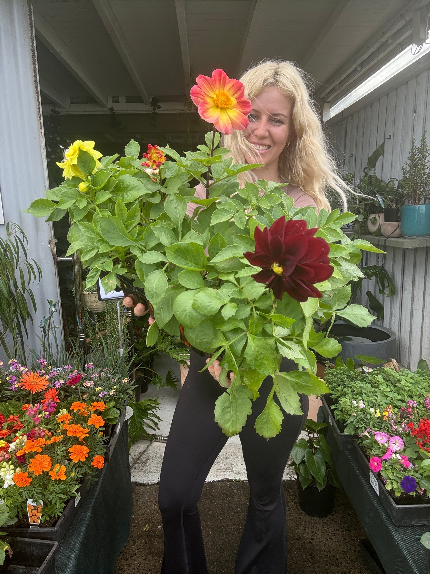 Dahlia ‘Figaro’ in 10 pack