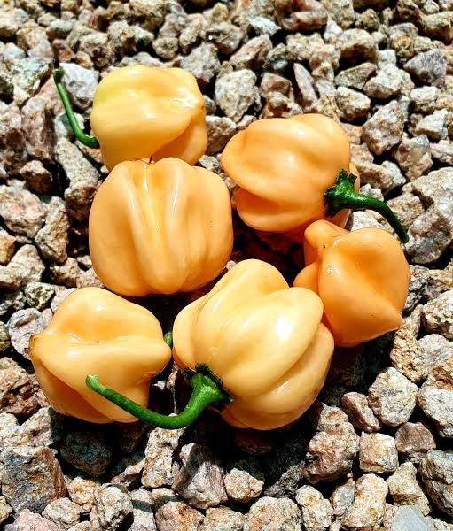 Peach Habenero Chilli