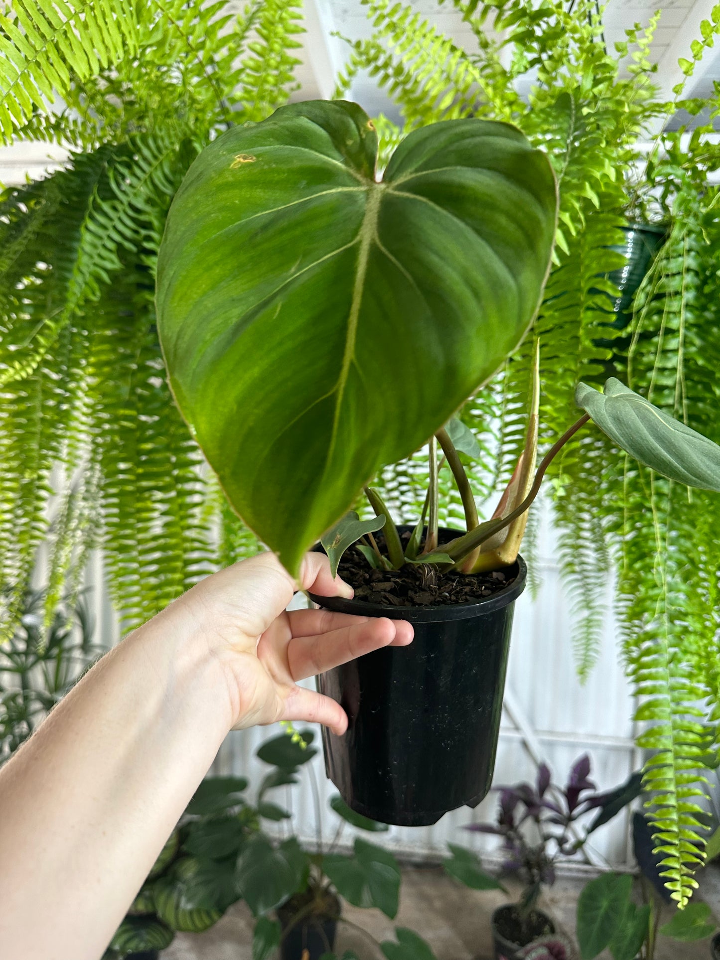 Philodendron Gloriosum