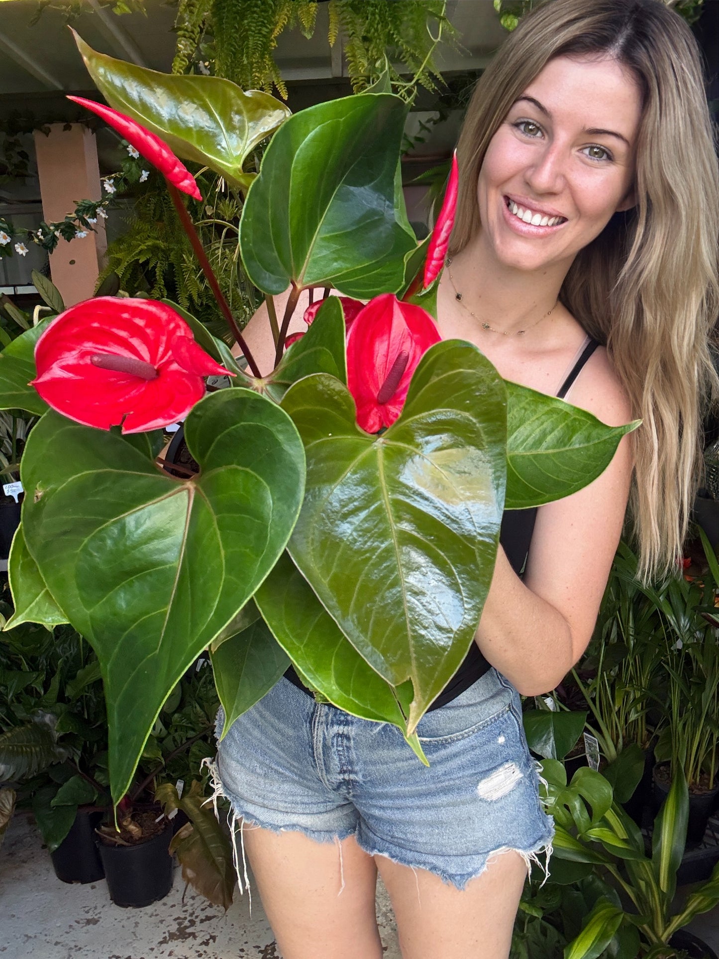 Anthurium ‘Red Heart’