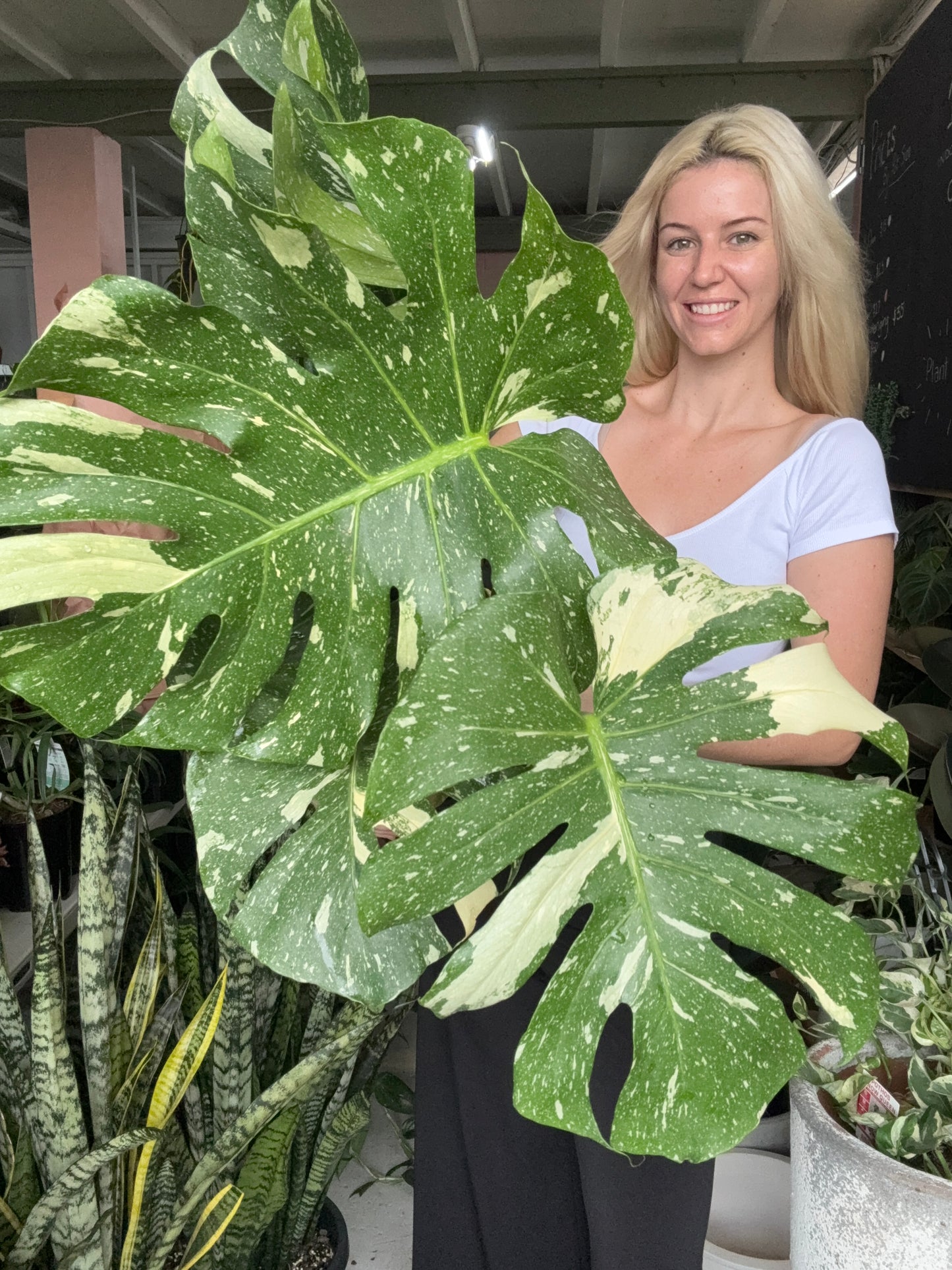 Monstera Deliciosa 'Thai Constellation' LARGE