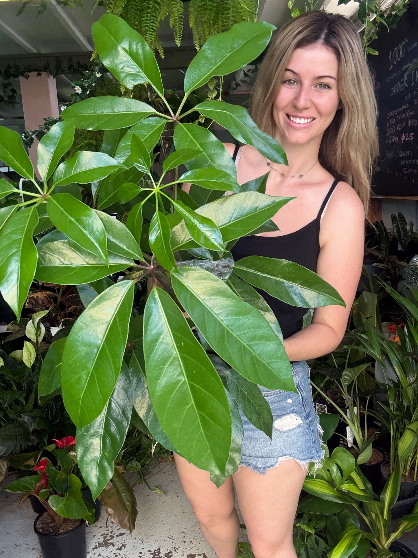 Schefflera Amate