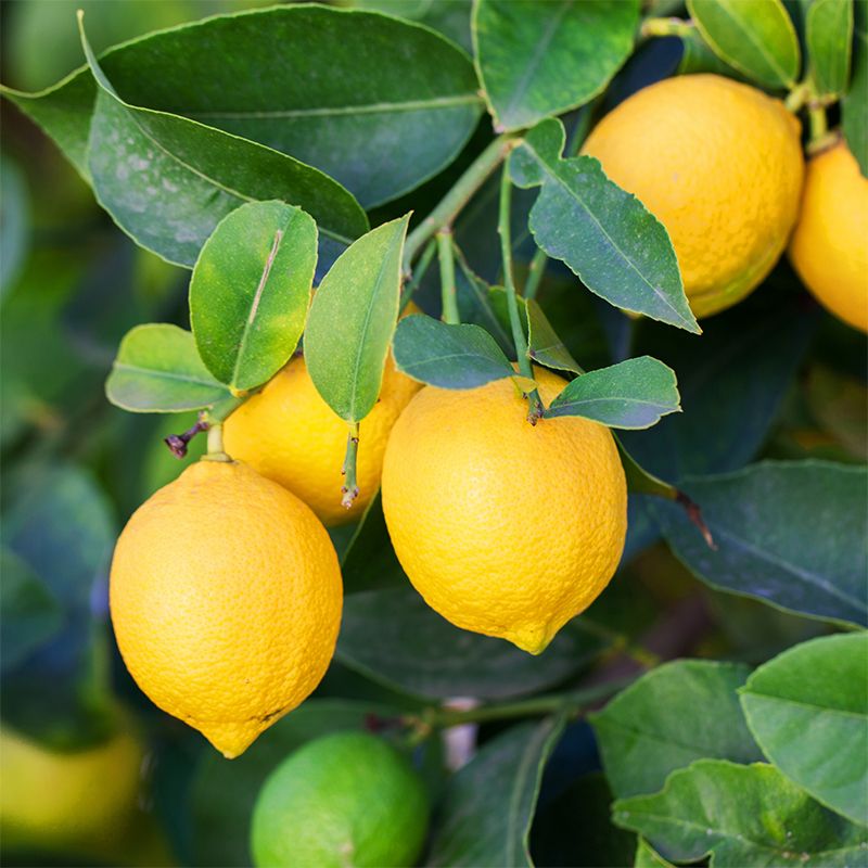 Lemon Tree- Lisbon