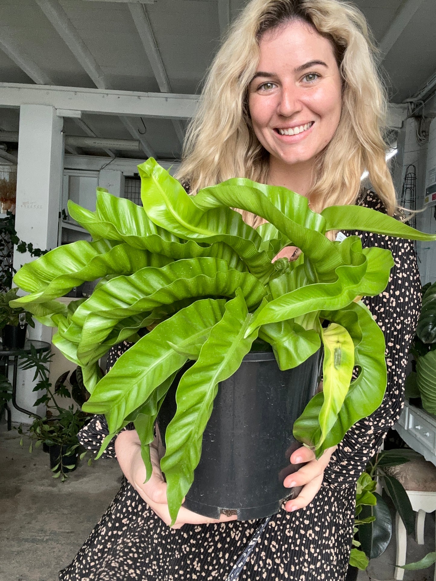Hurricane Fern