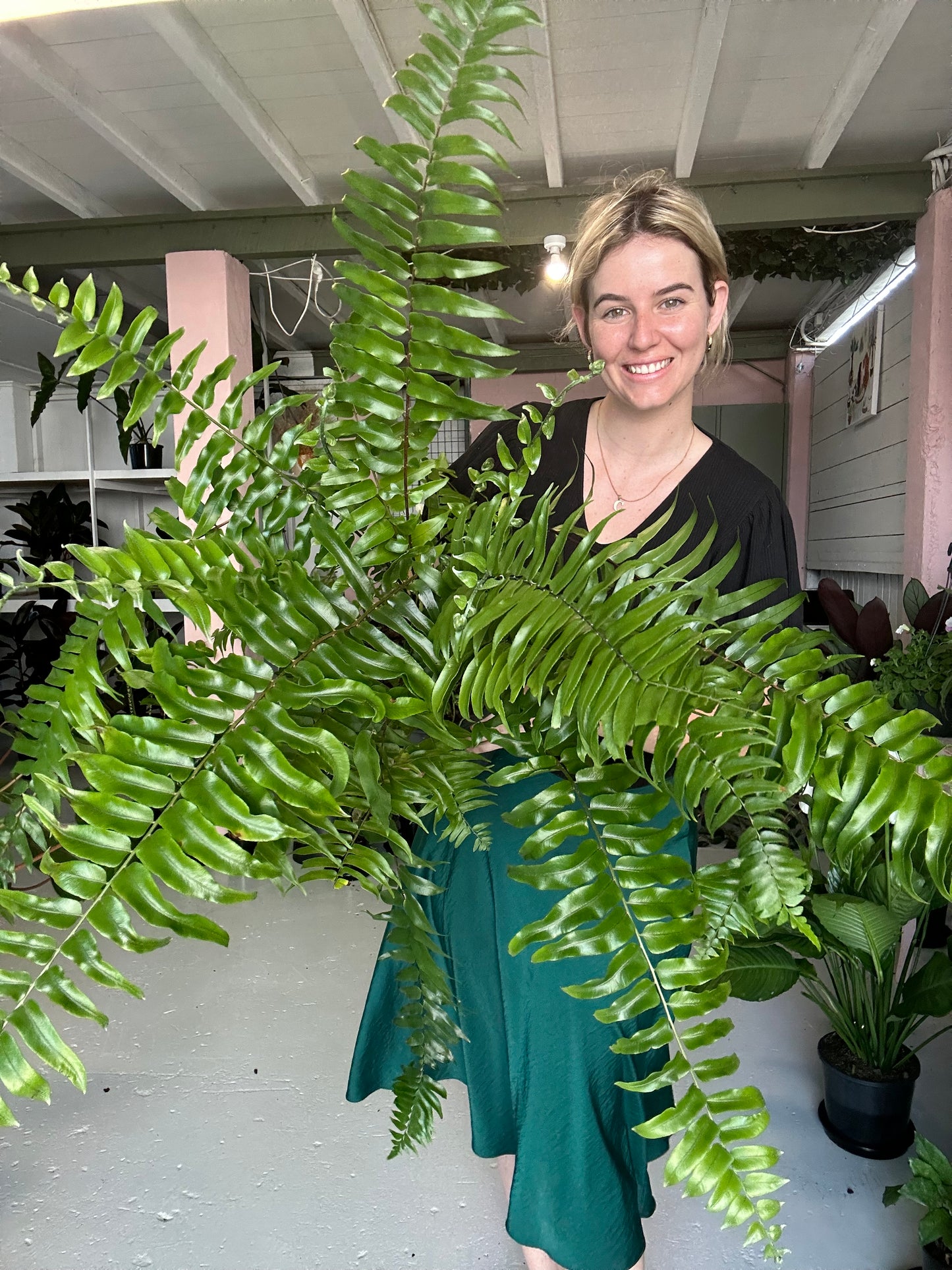 Boston Macho Fern
