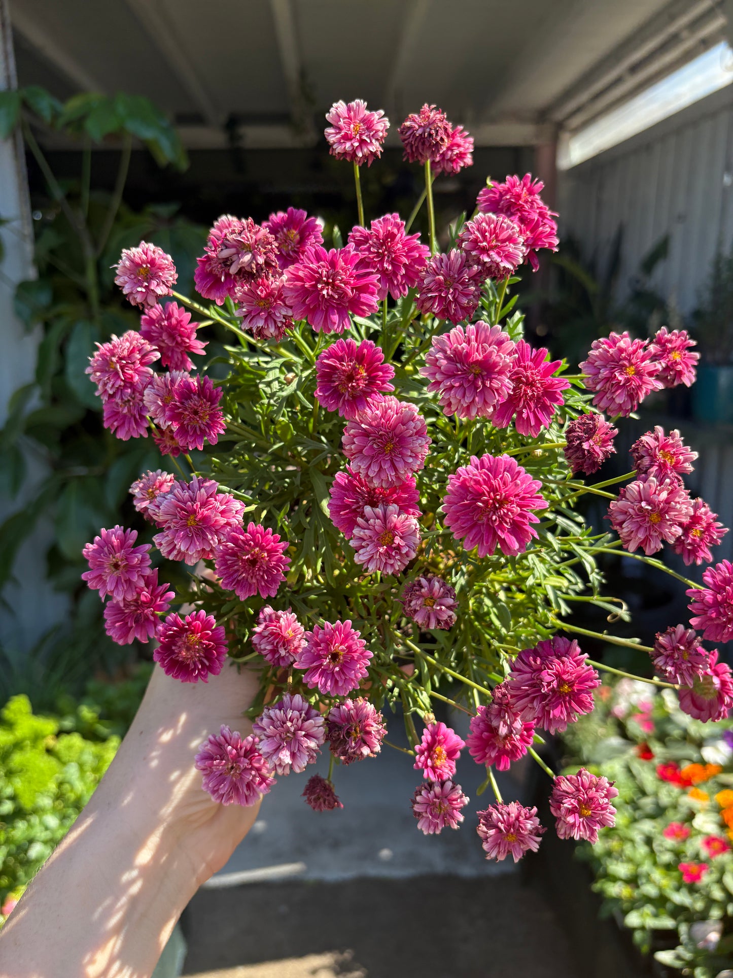 Argyranthemum Pom Poms