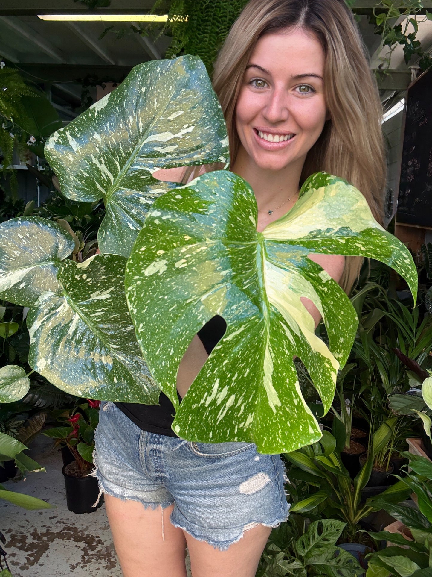 Monstera ‘Thai Constellation’
