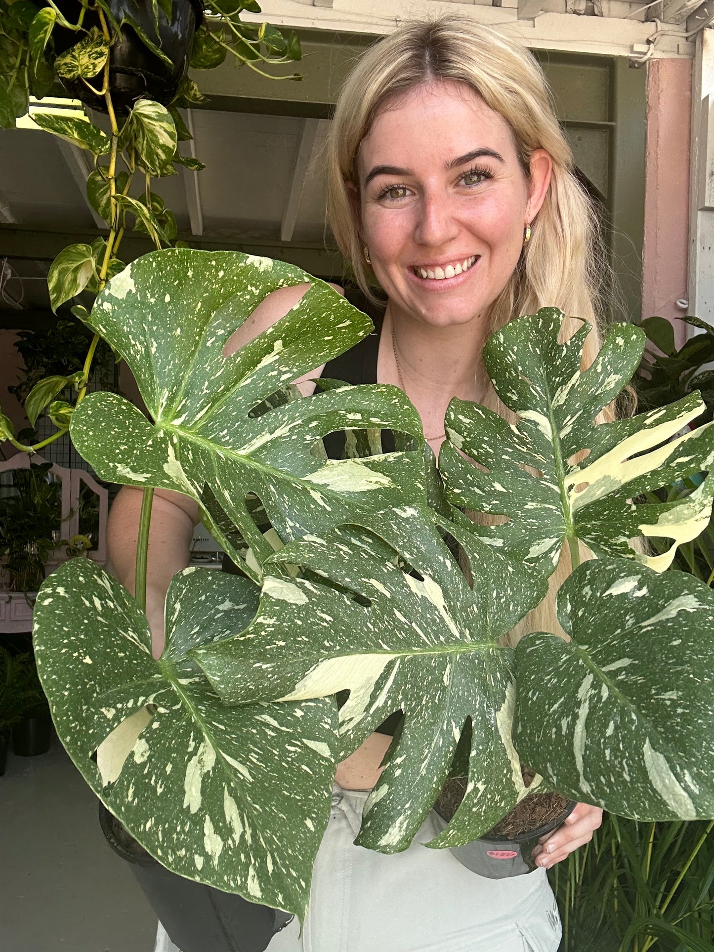 Monstera Thai Constellation