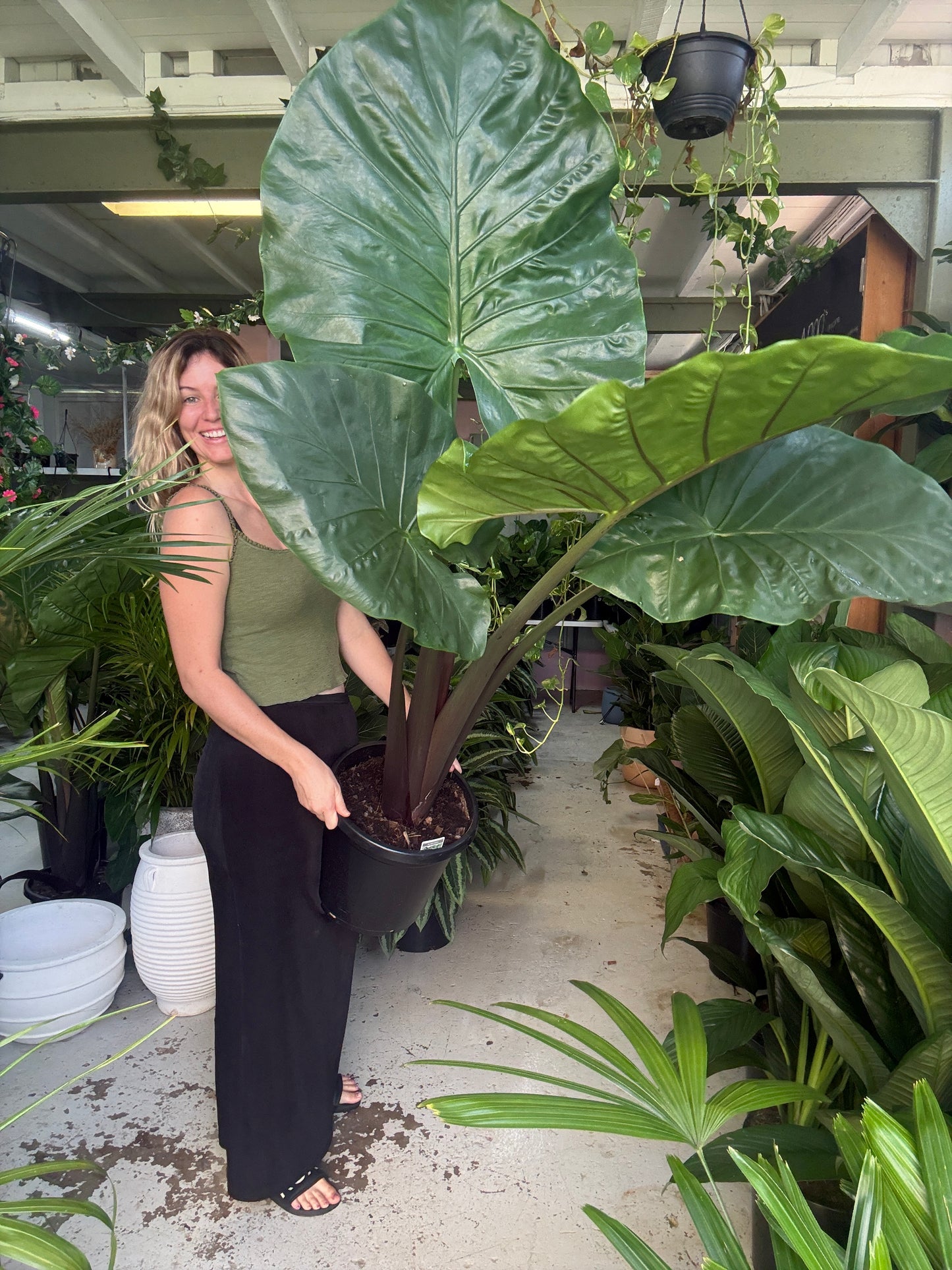 Alocasia Dark Star