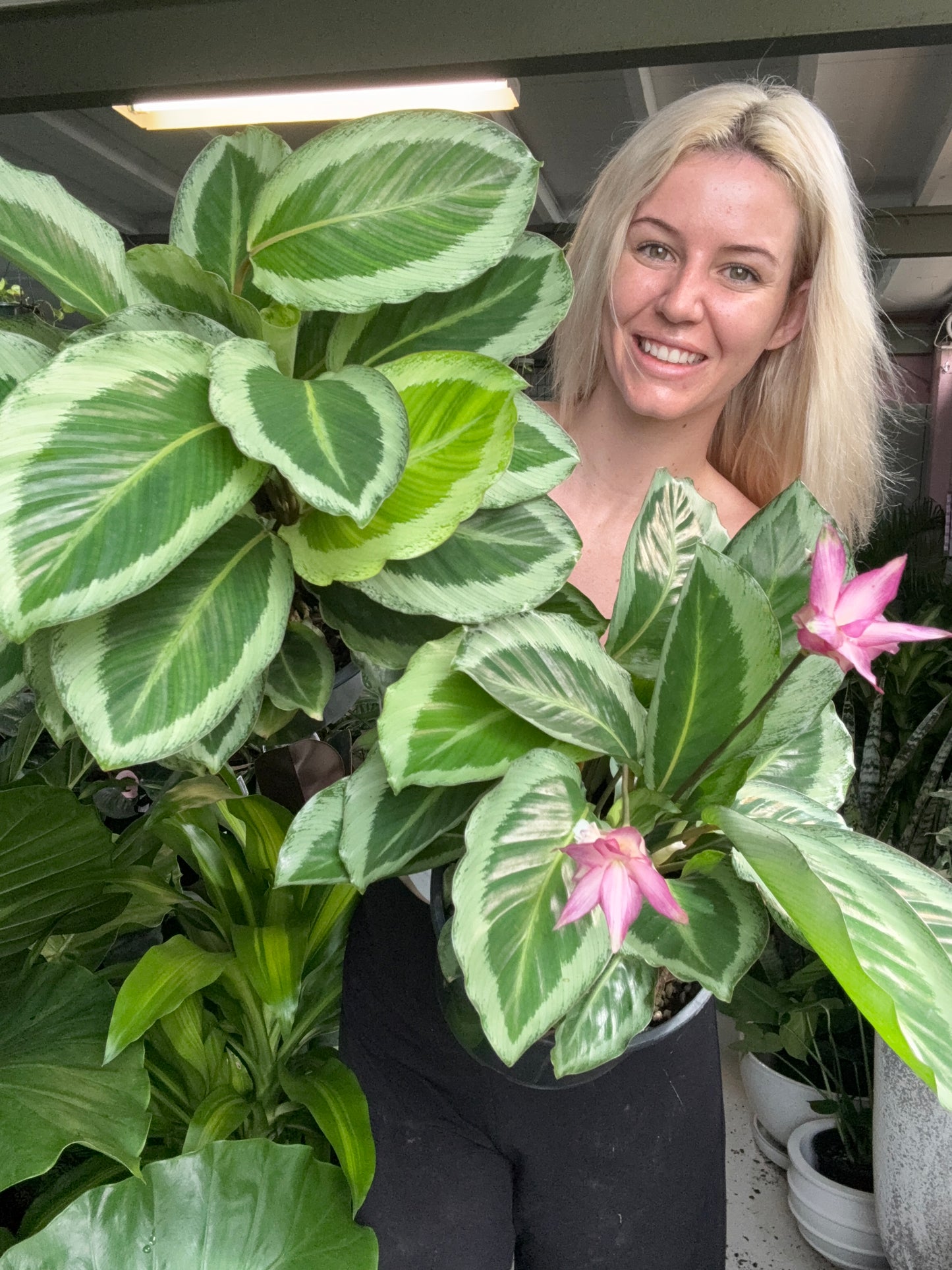 Calathea Bicajoux