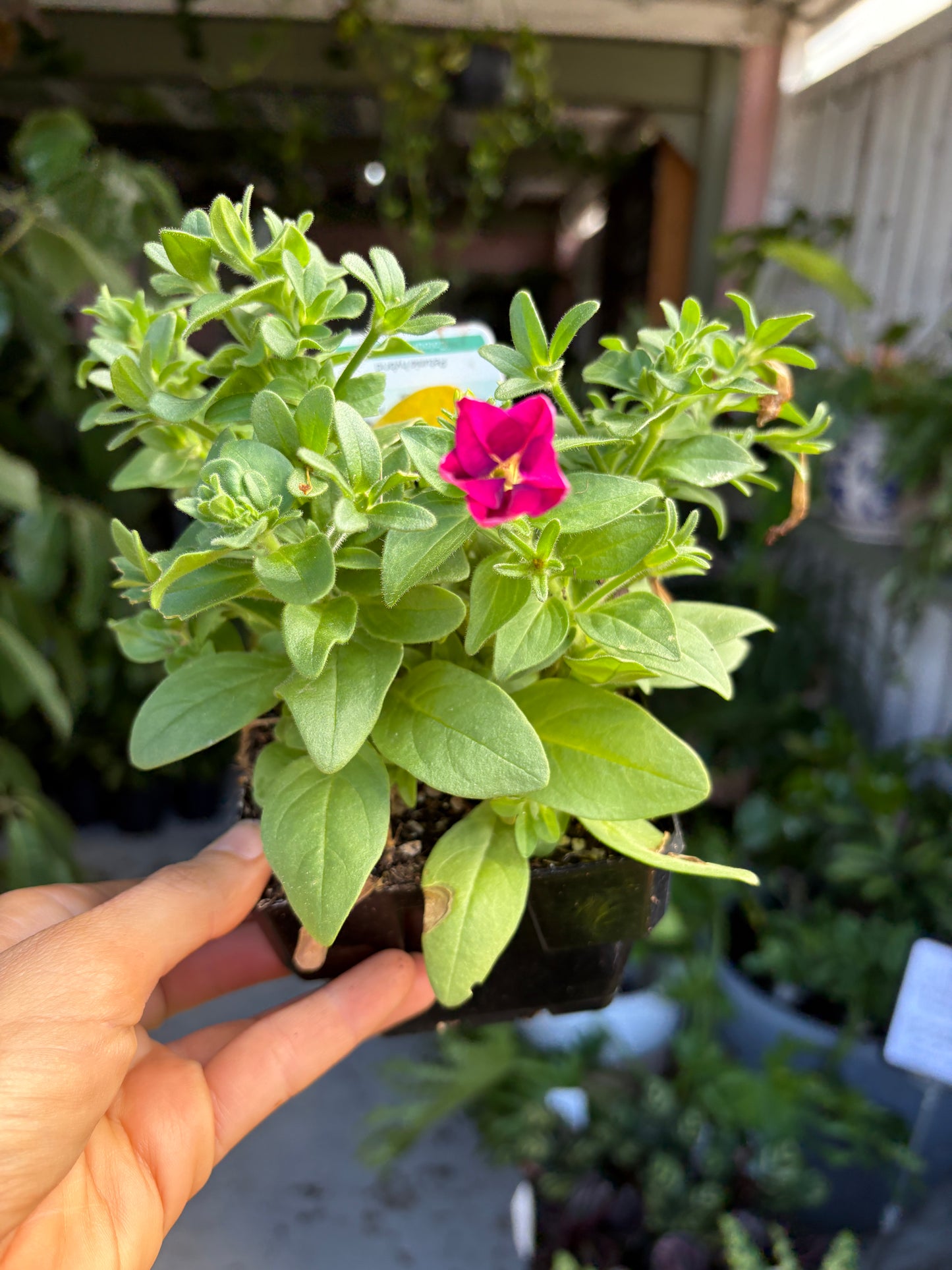 Petunias