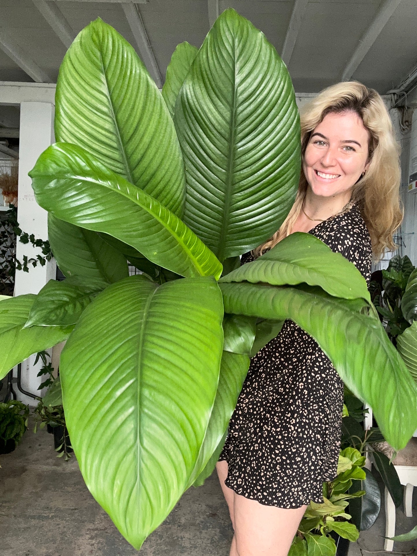 Peace Lily Sensation LARGE