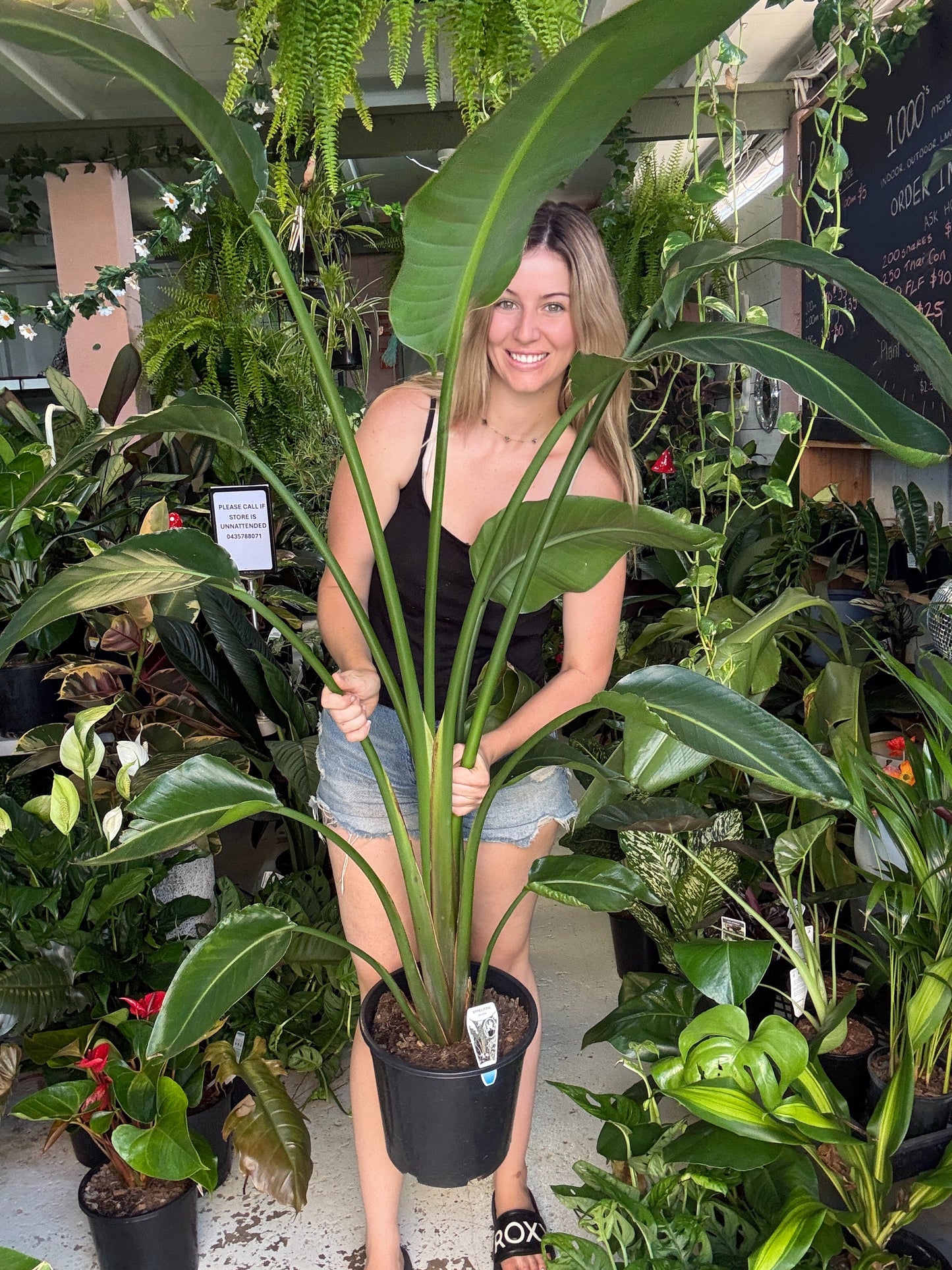 Bird of Paradise (Tall)