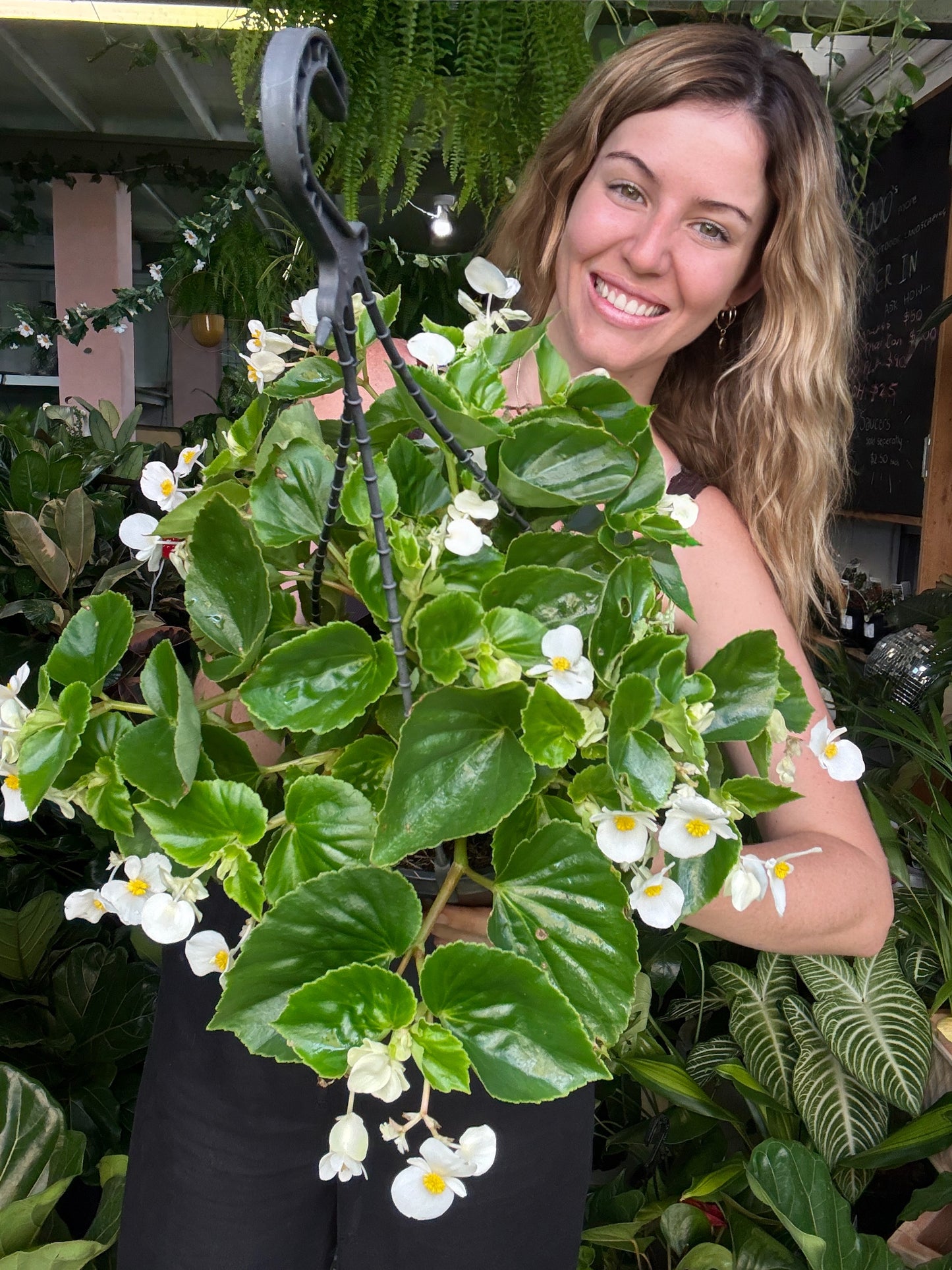 Begonia Hula White Hanging Basket