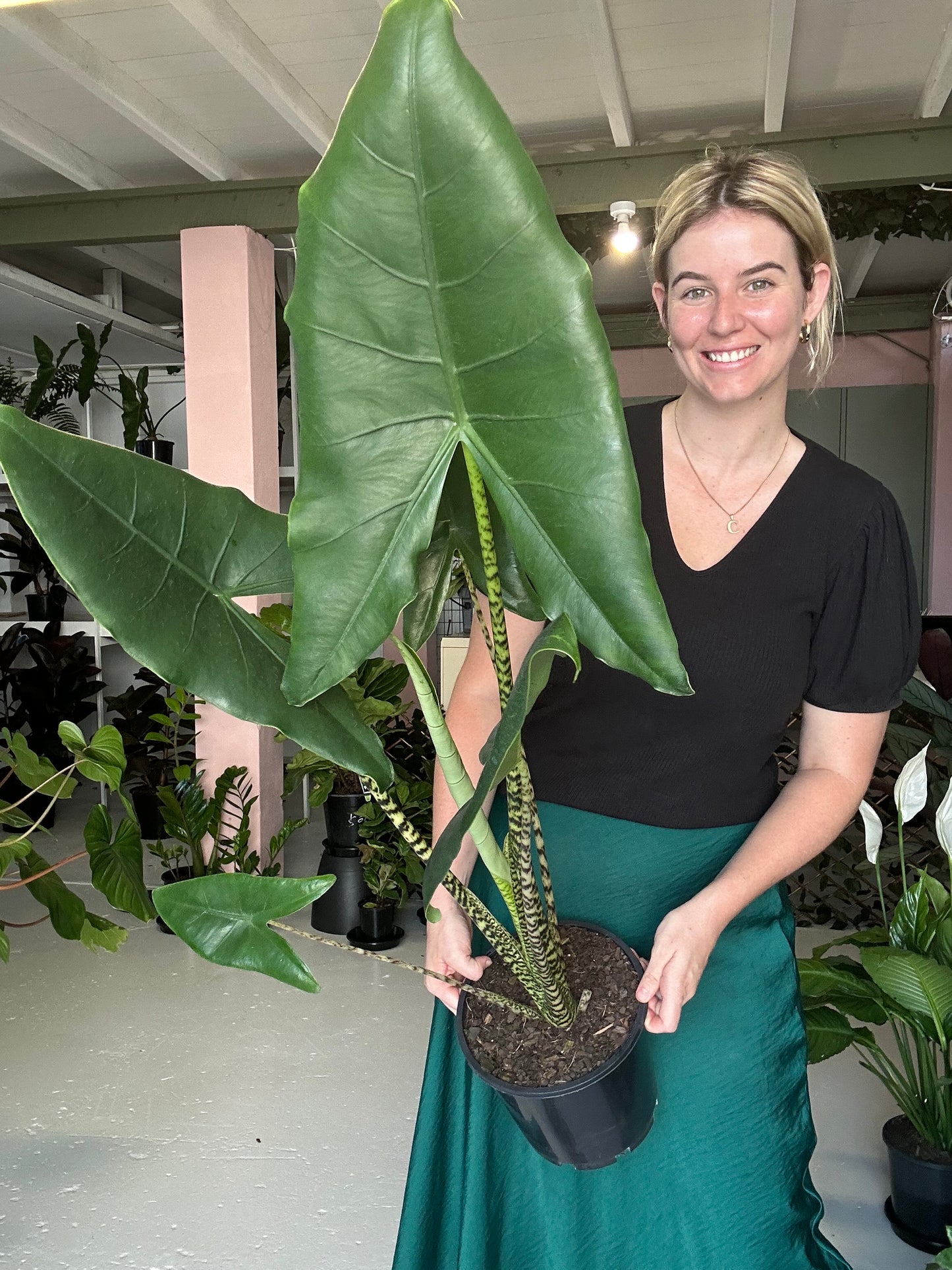 Alocasia Zebrina