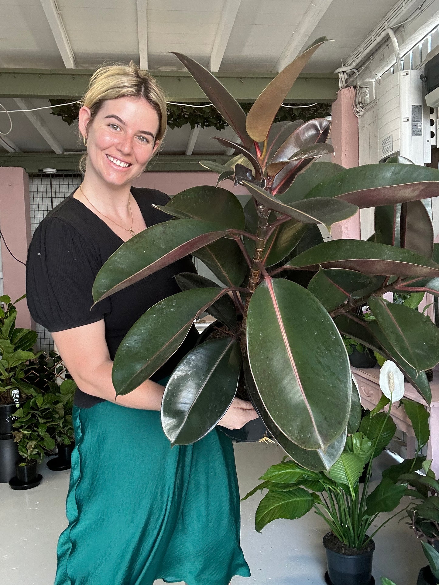 Burgundy Rubber Tree