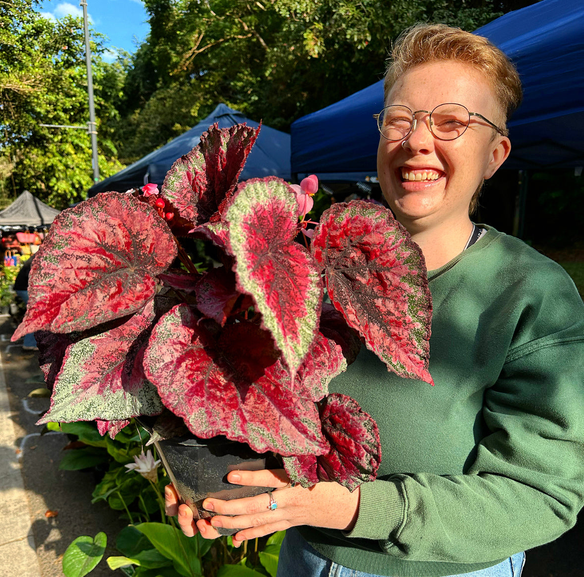 Begonia Plum Paisley
